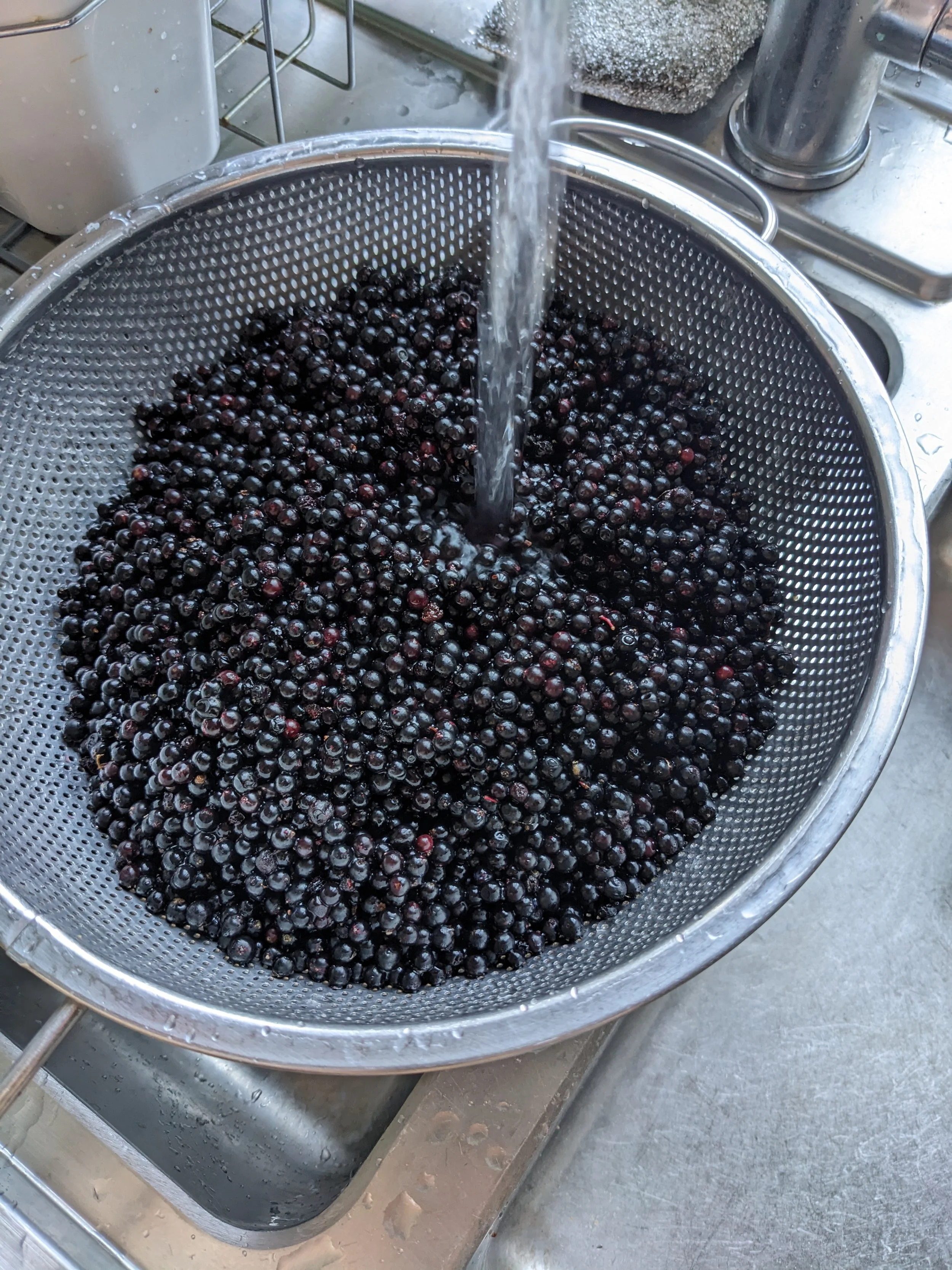 rinsing elderberries.jpg