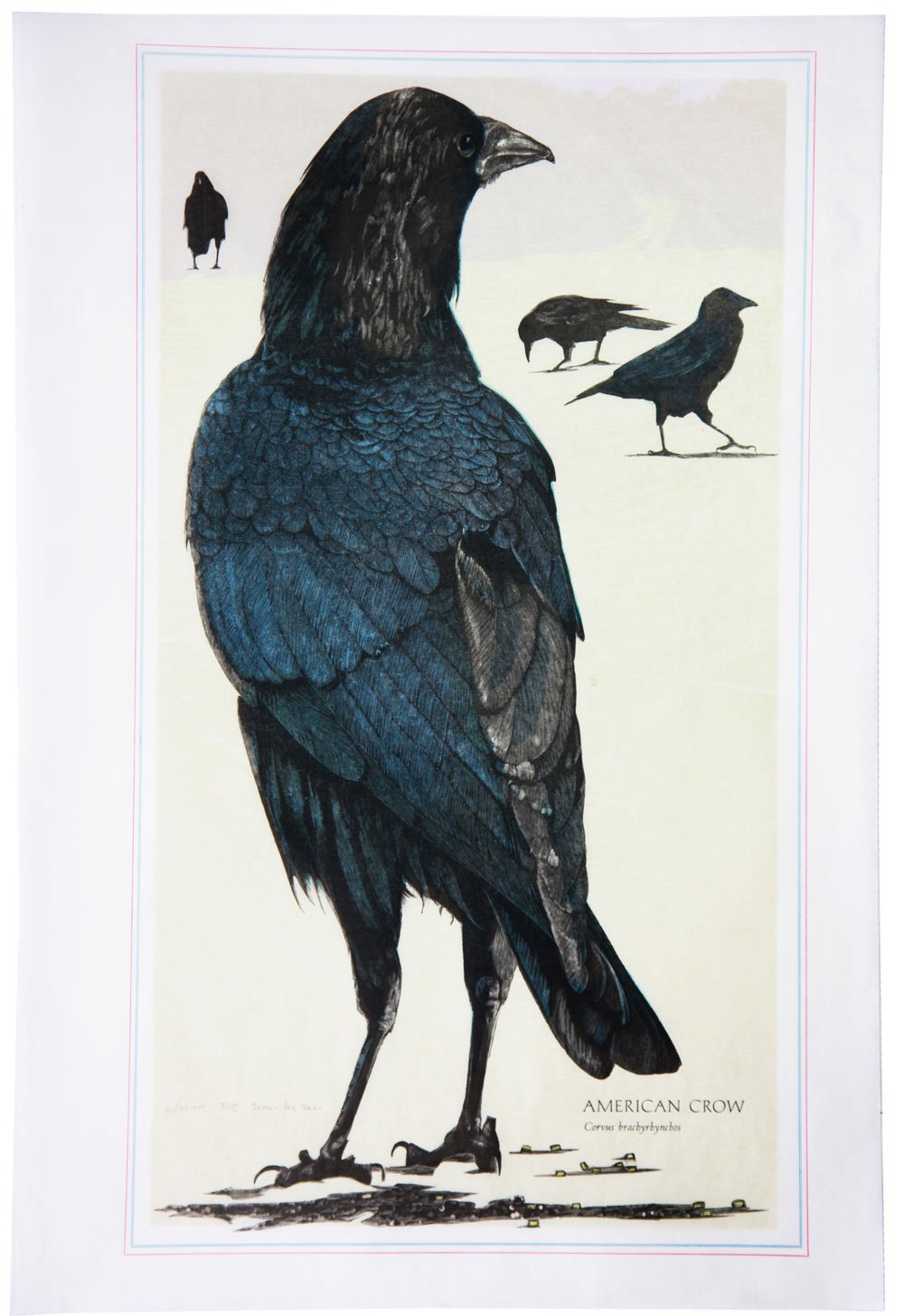 American Crow, 2021 (Copy)