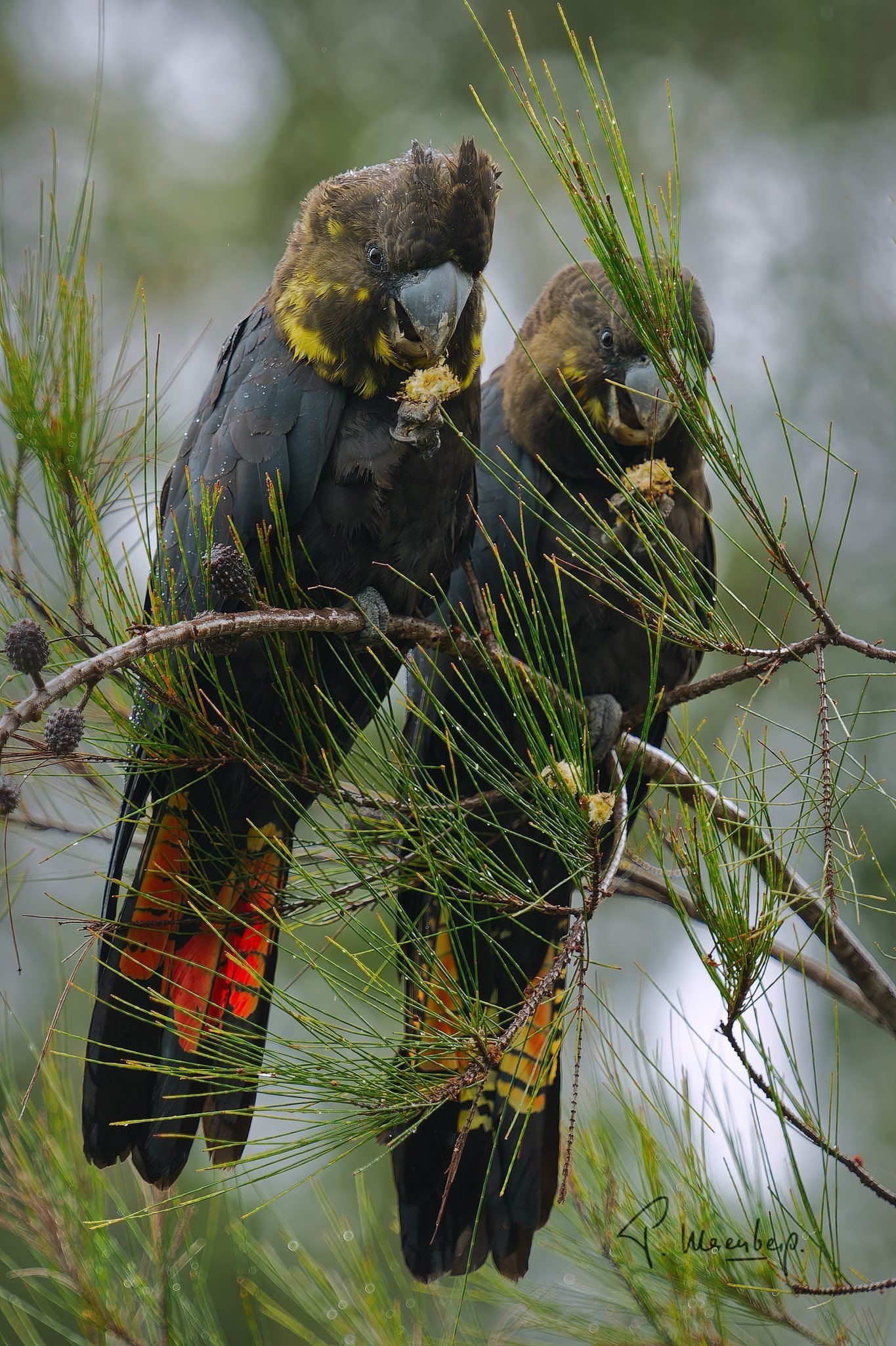 Black+Glossy+Cockatoo_Credit-+Peter+Mesenberg_approved+to+use+Walawaani+Way+1+.jpg