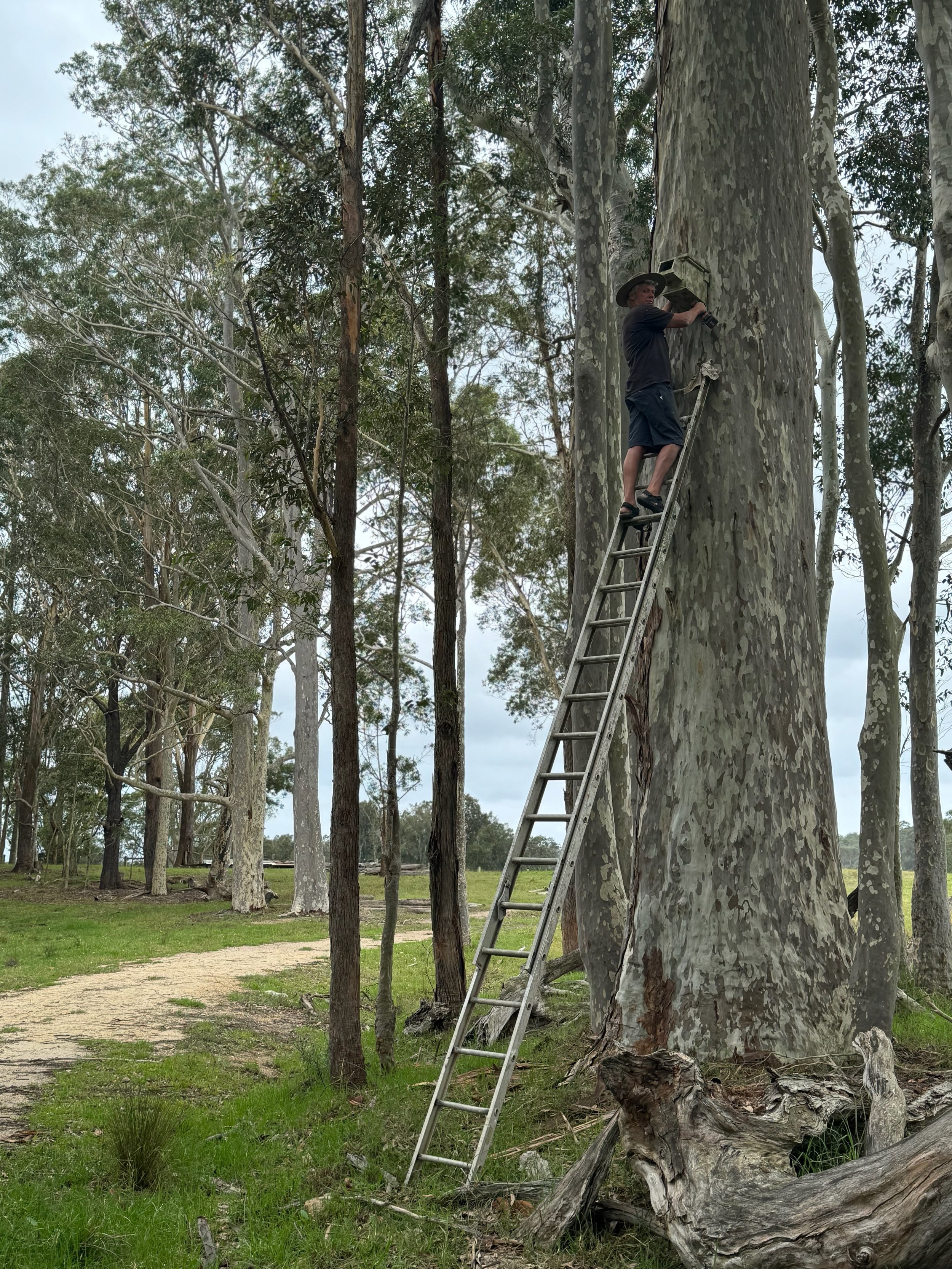 Nesting Boxes & Tree Planting
