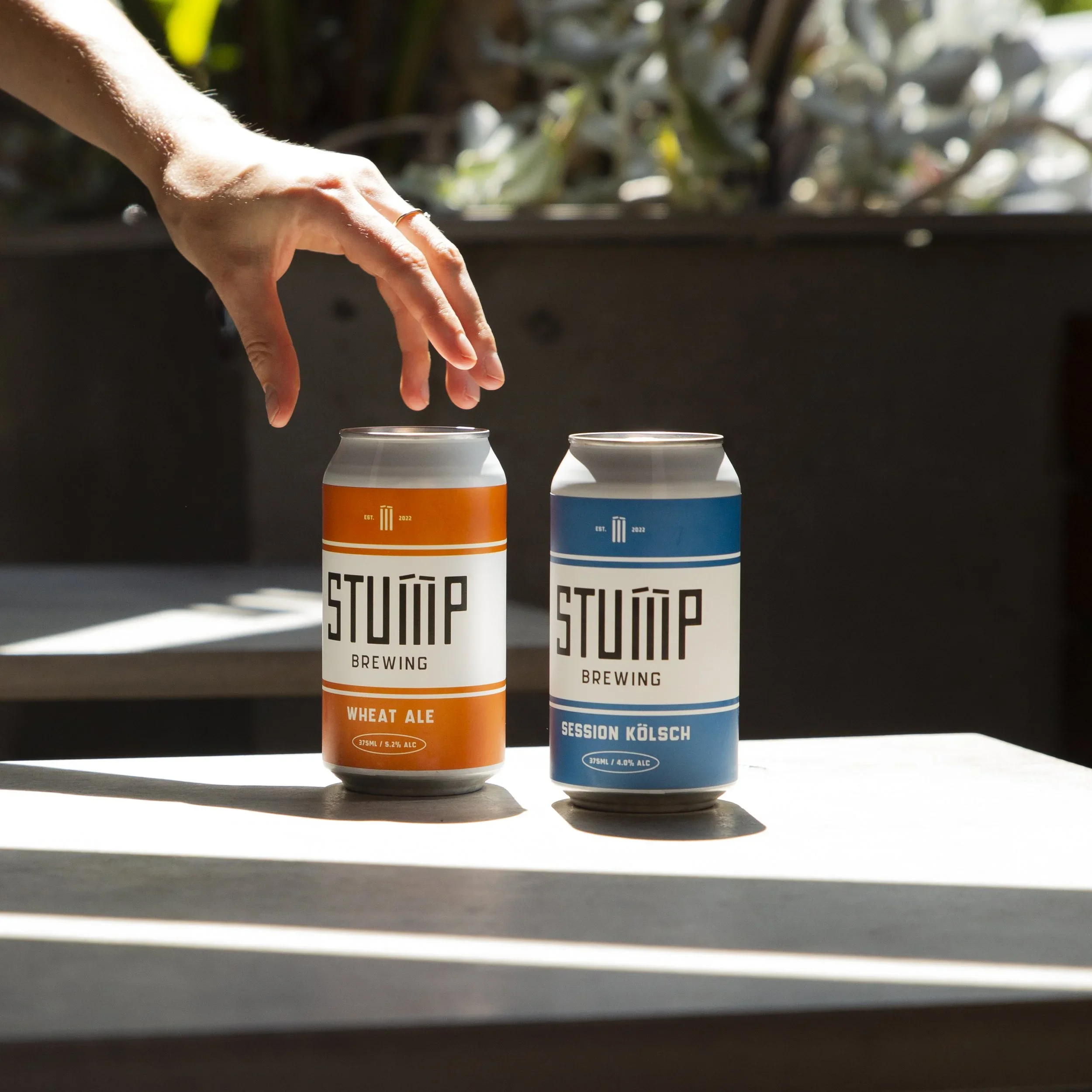 A person's hand reaching for a can of wheat ale from Stump Brewing and a Session Kölsch beer on a table, with sunlight casting shadows.