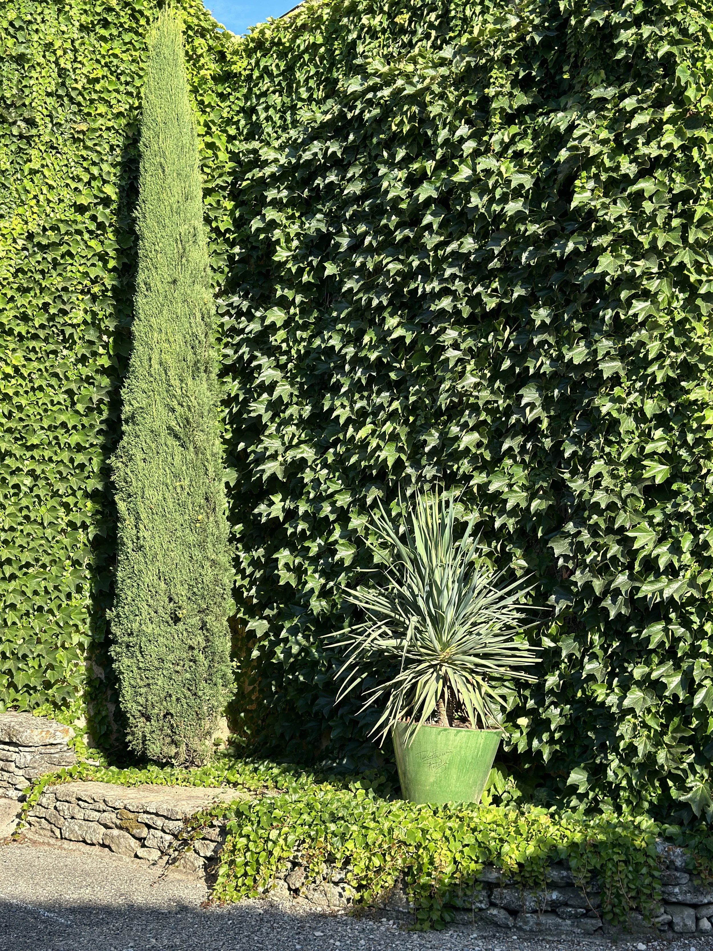 Le jardin repensé : haie de cyprès taillée et agave en pot