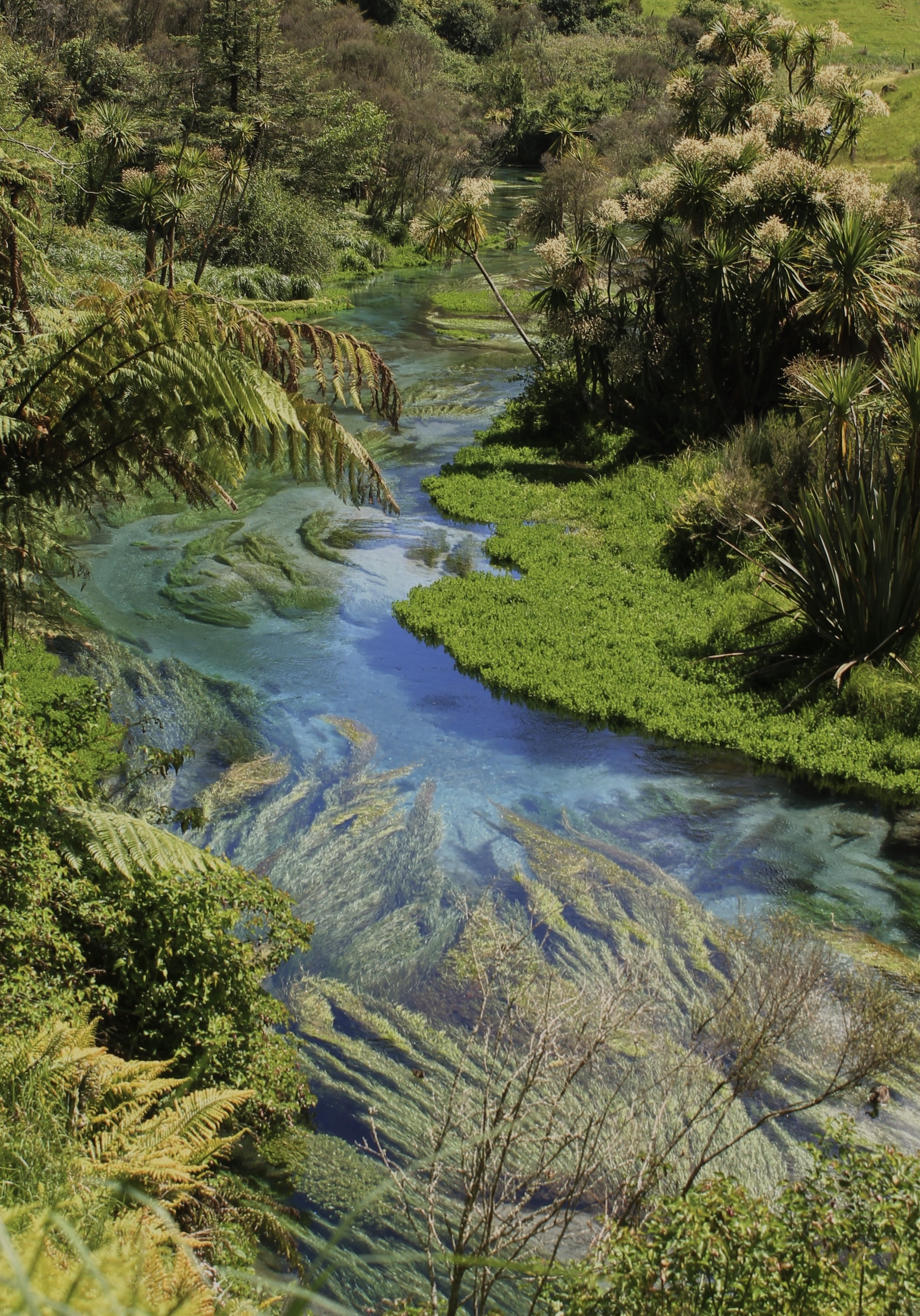 NZ. Putaruru Springs 2.jpg