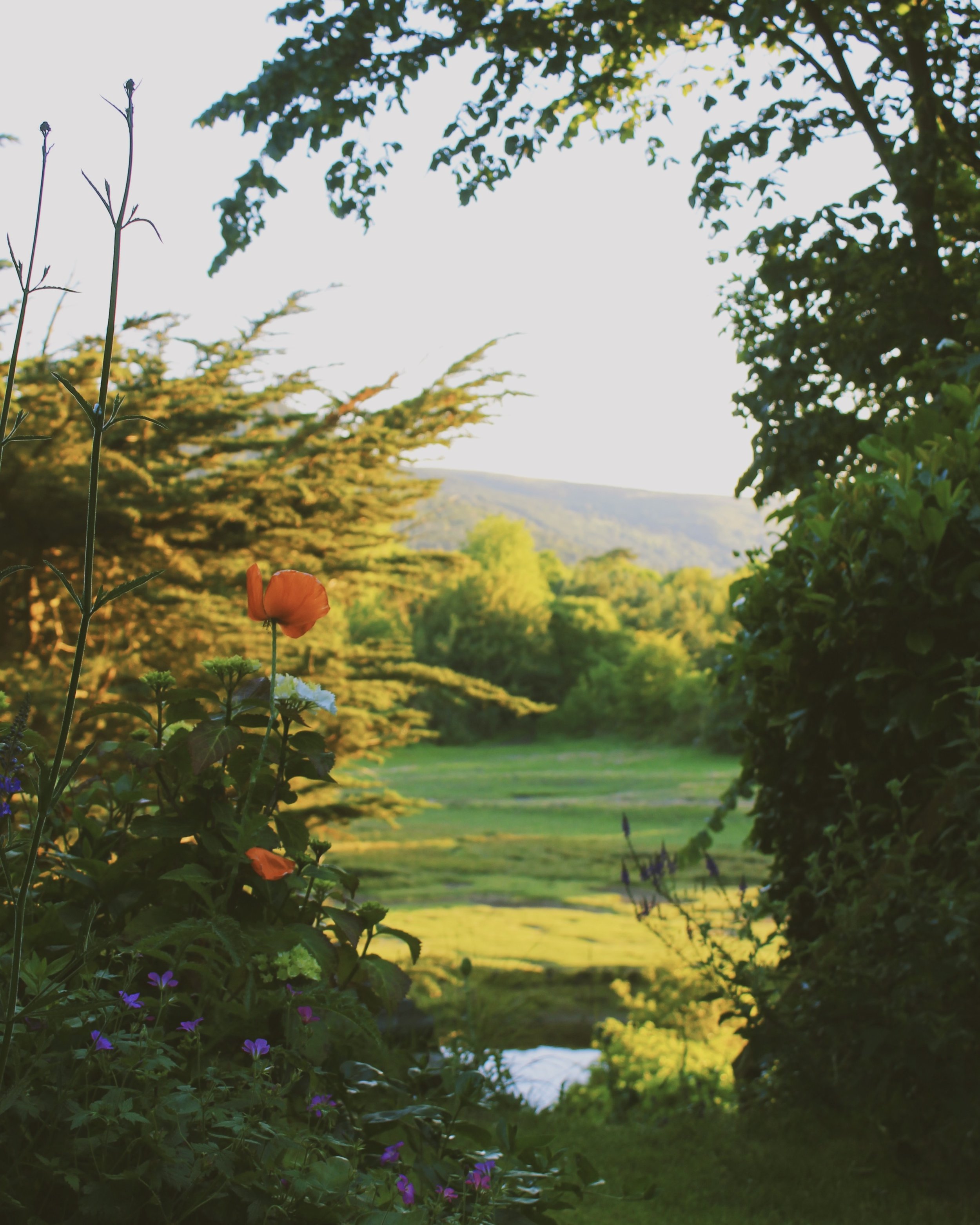 IOM. Mumma J garden.jpg