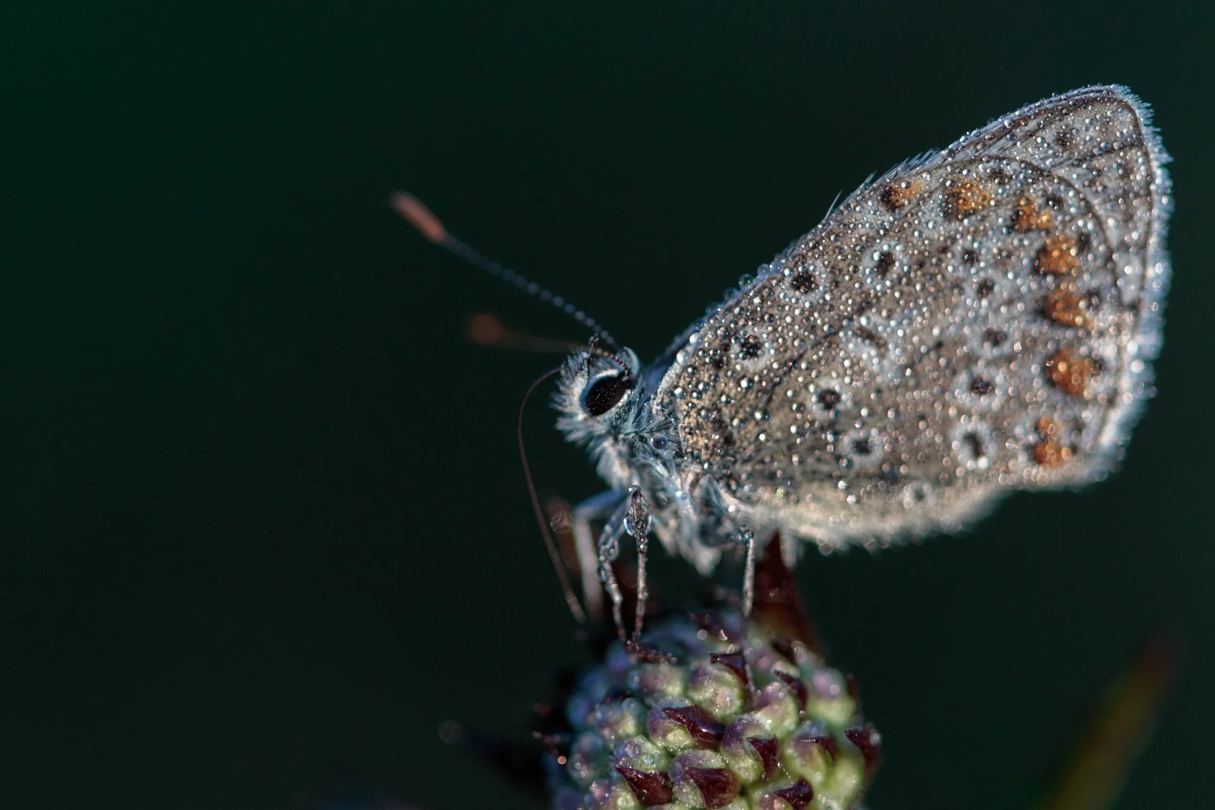 Butterflies and Early Birds — PRISMA Photography Magazine