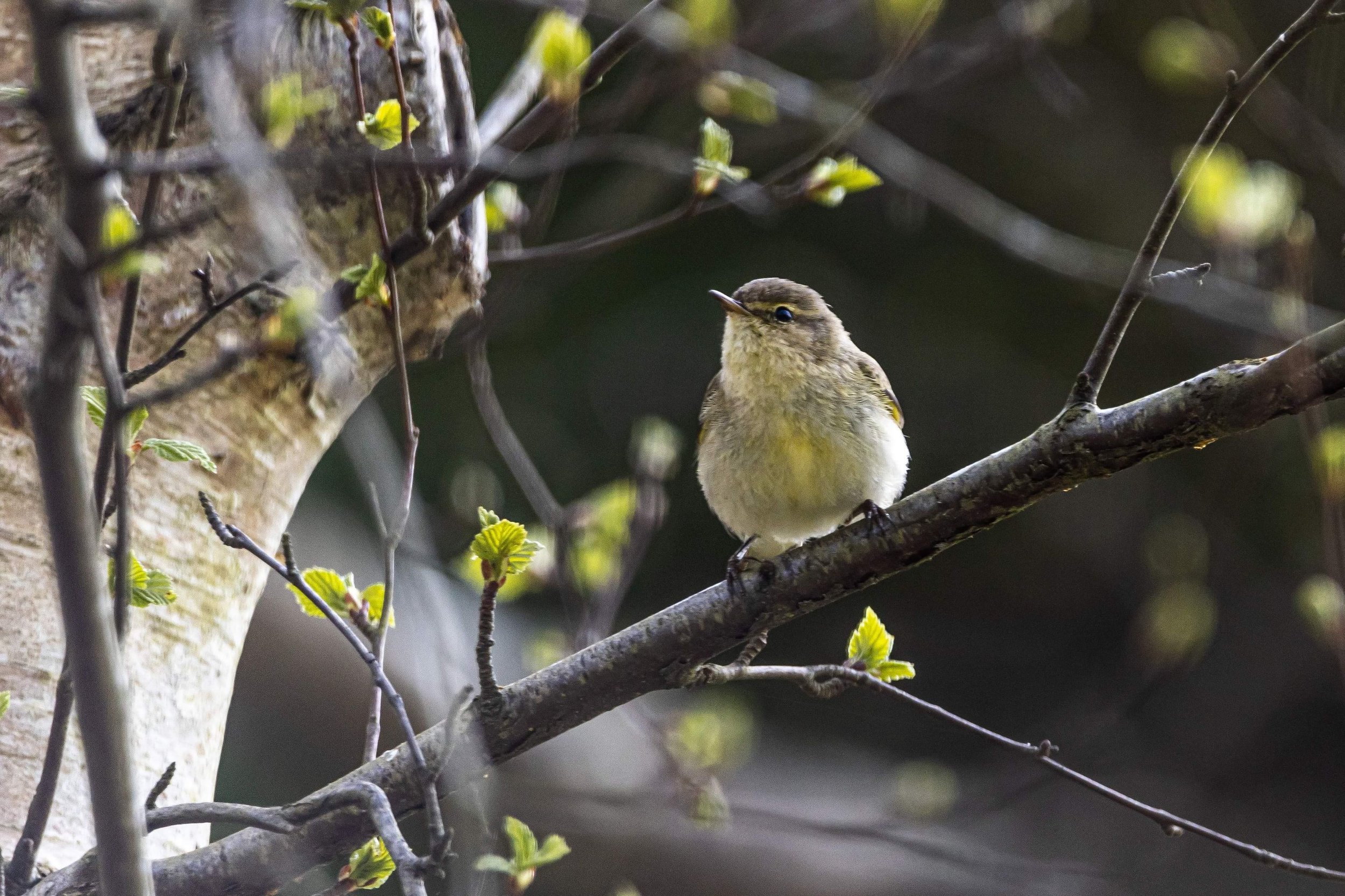 Springtime Bird Photography — PRISMA Photography Magazine