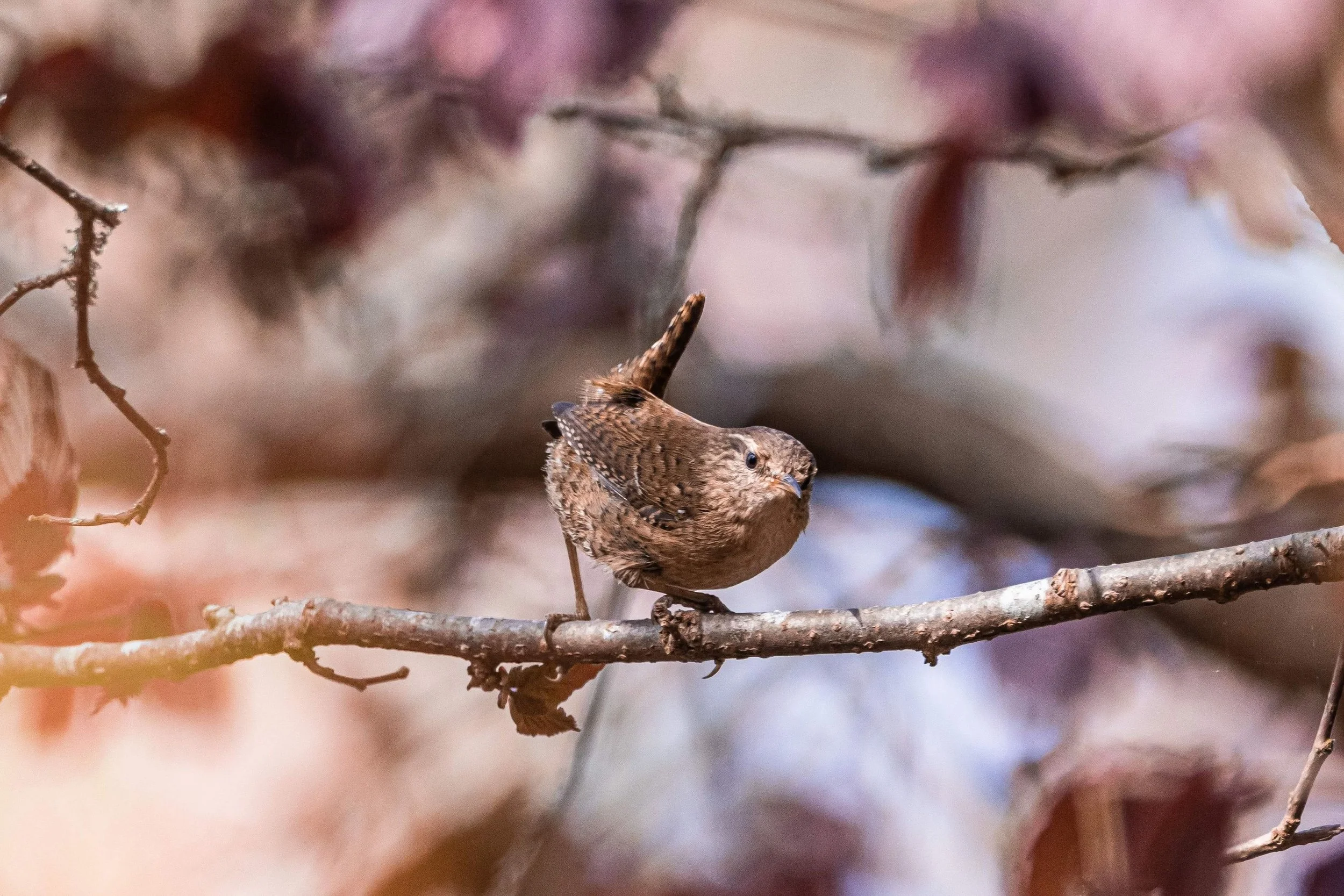Springtime Bird Photography — PRISMA Photography Magazine