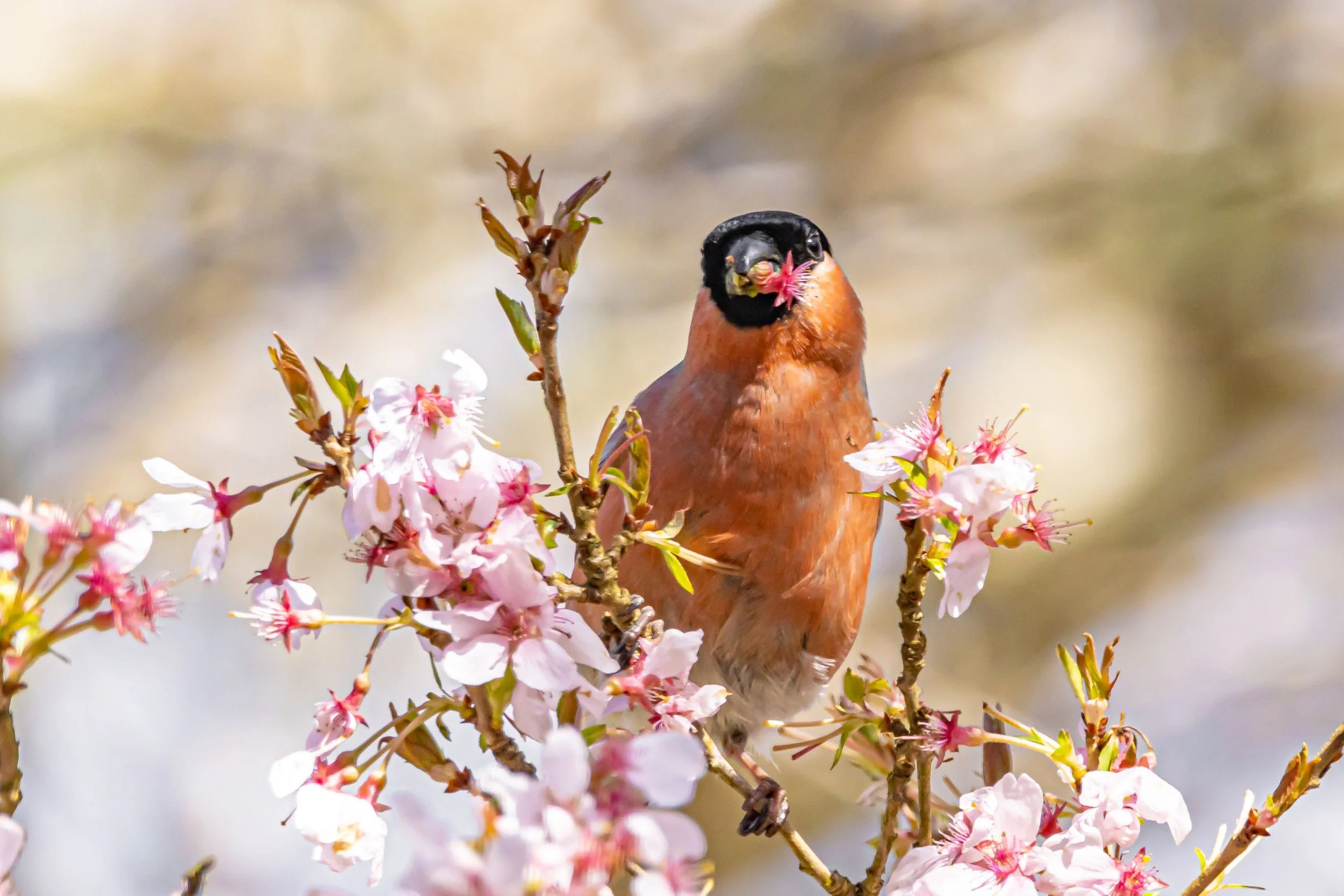 Springtime Bird Photography — PRISMA Photography Magazine