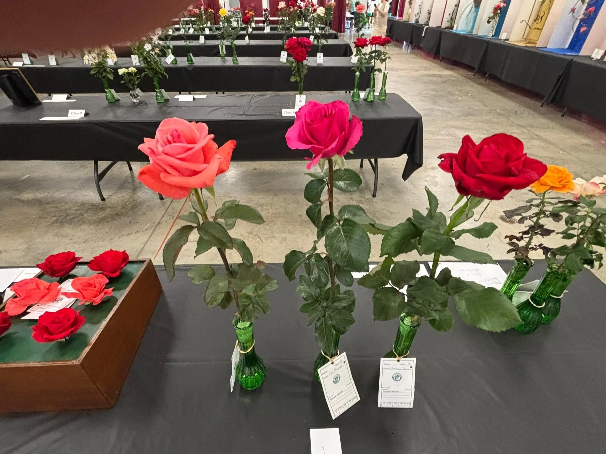 Hybrid teas.jpg