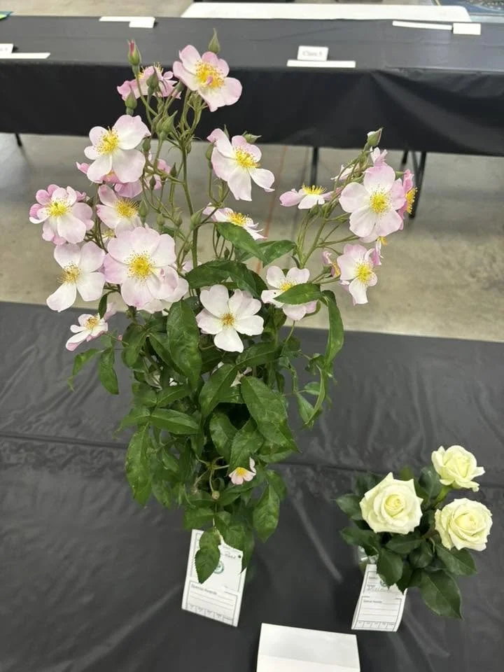 Spray and little rose.jpg