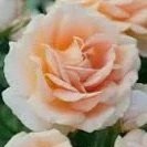 VIRTUAL-January 27, 2026 Meeting: What’s New in Roses for 2026