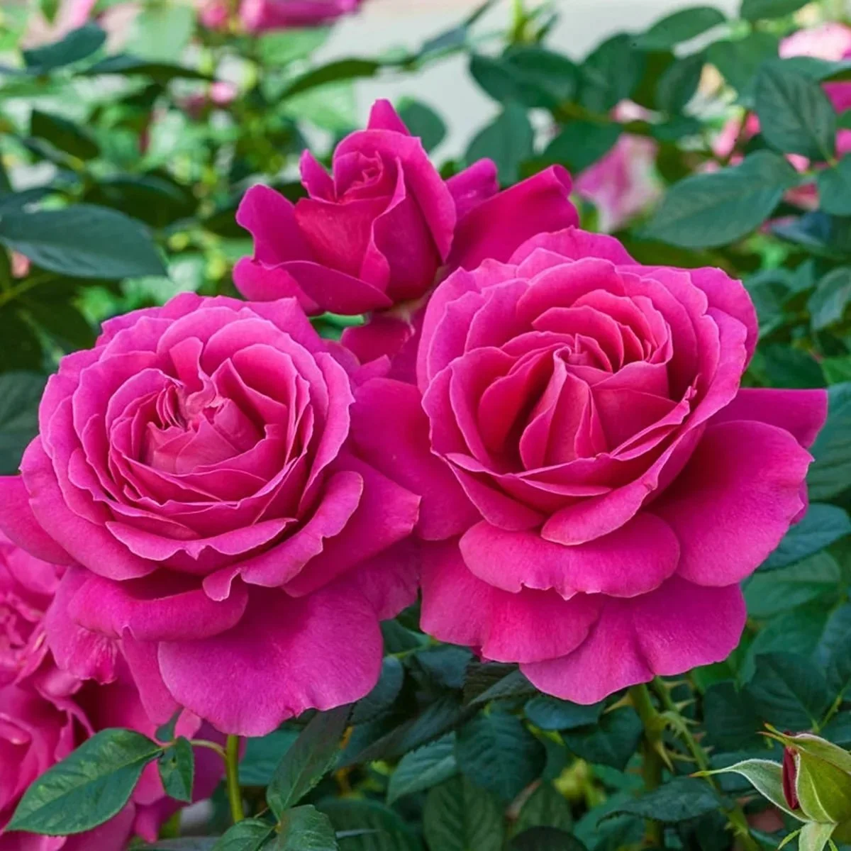 🌹 Larry Wise Garden Tour 🌹