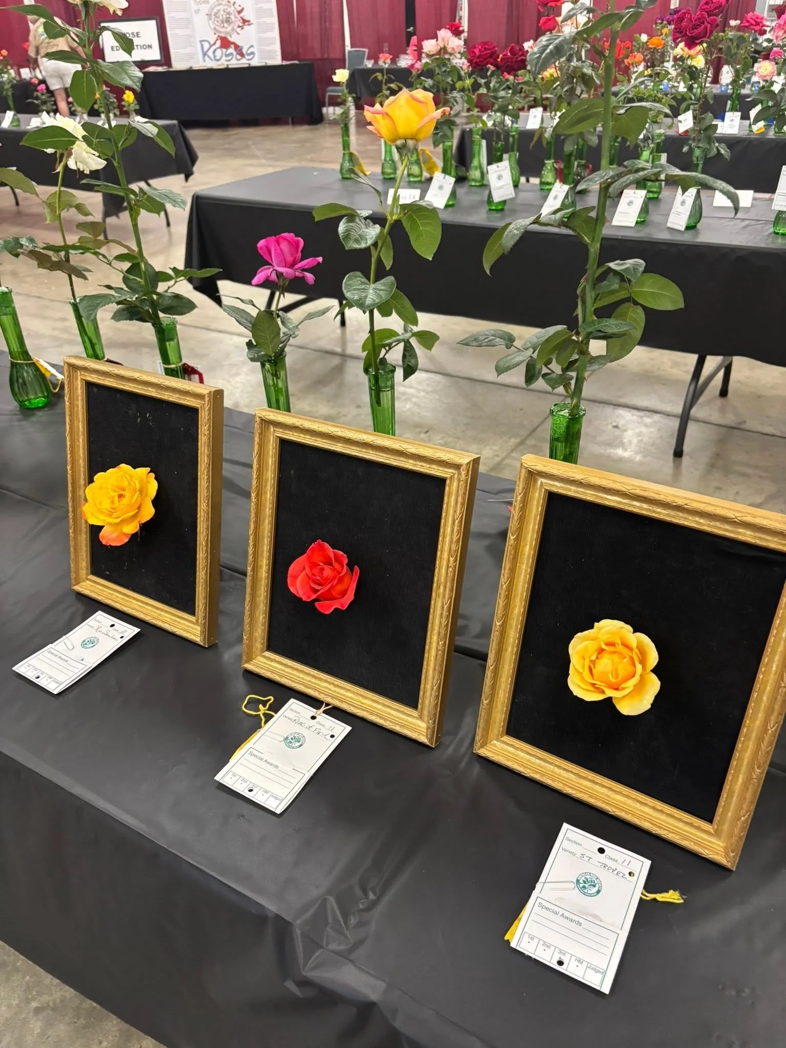 Rose in Frames.jpg