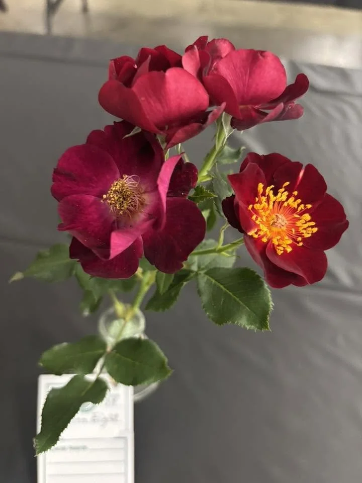 spray Maroon 8.jpg