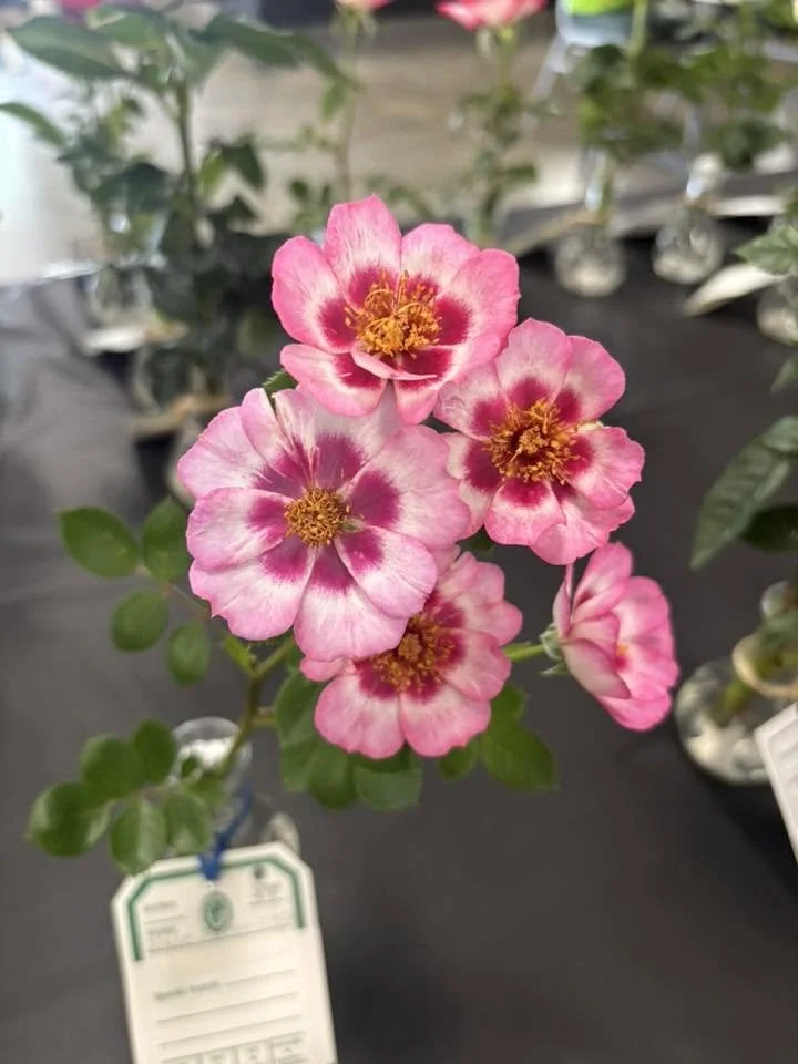single pink with dark center.jpg