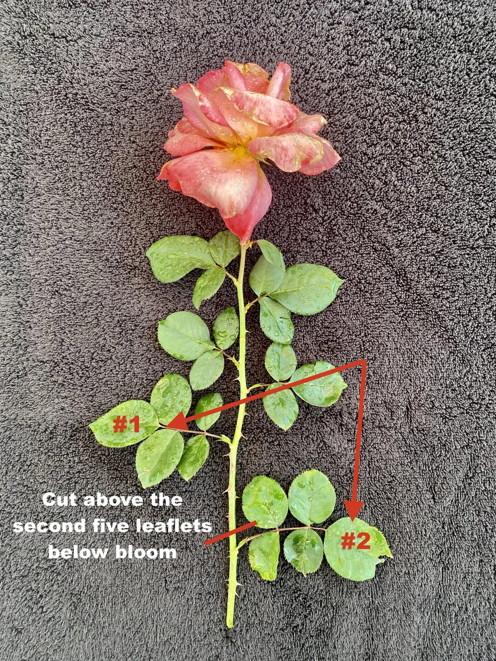 How to Deadhead — Winston Salem Rose Society