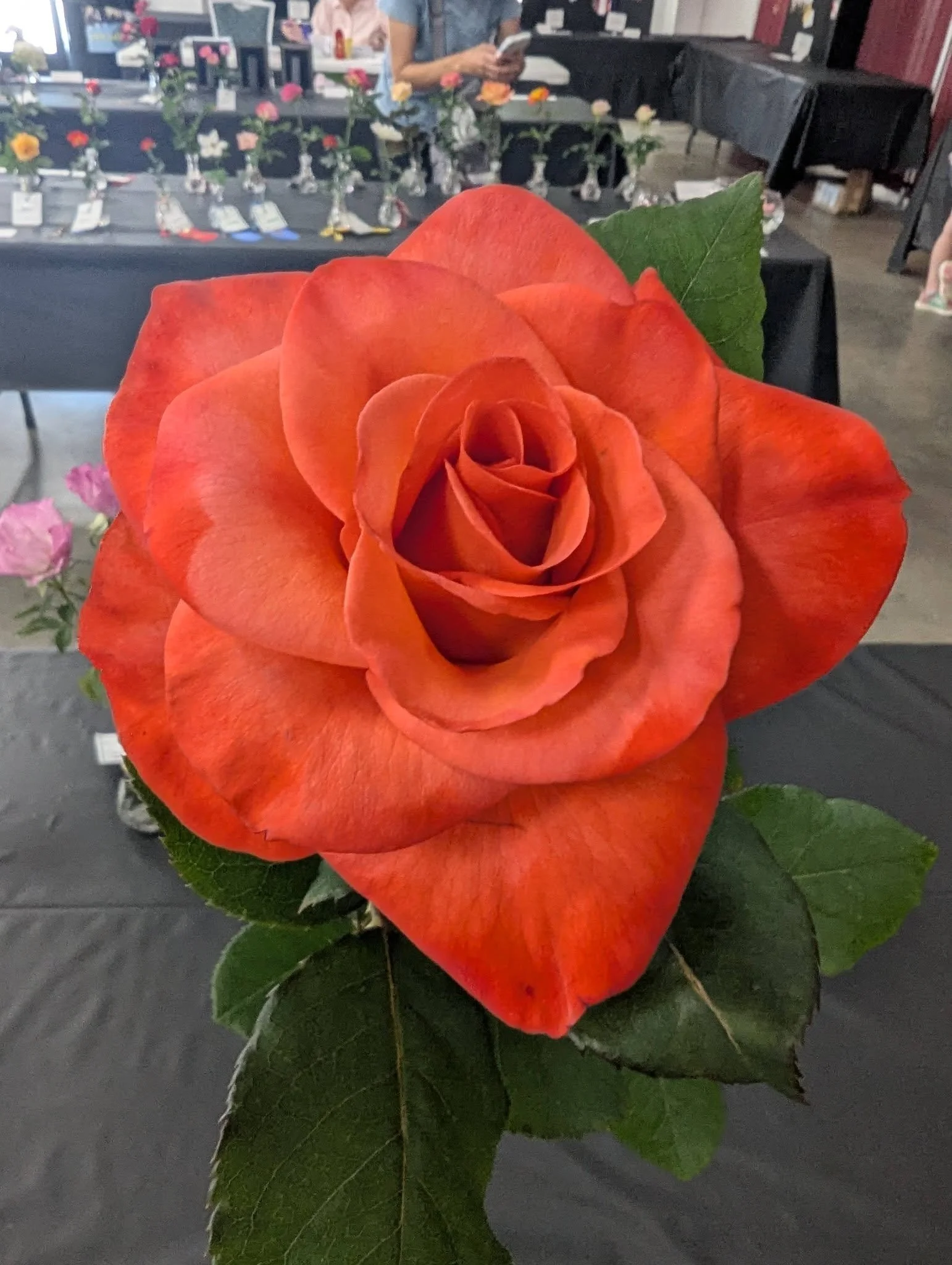 Orange Rose.jpg