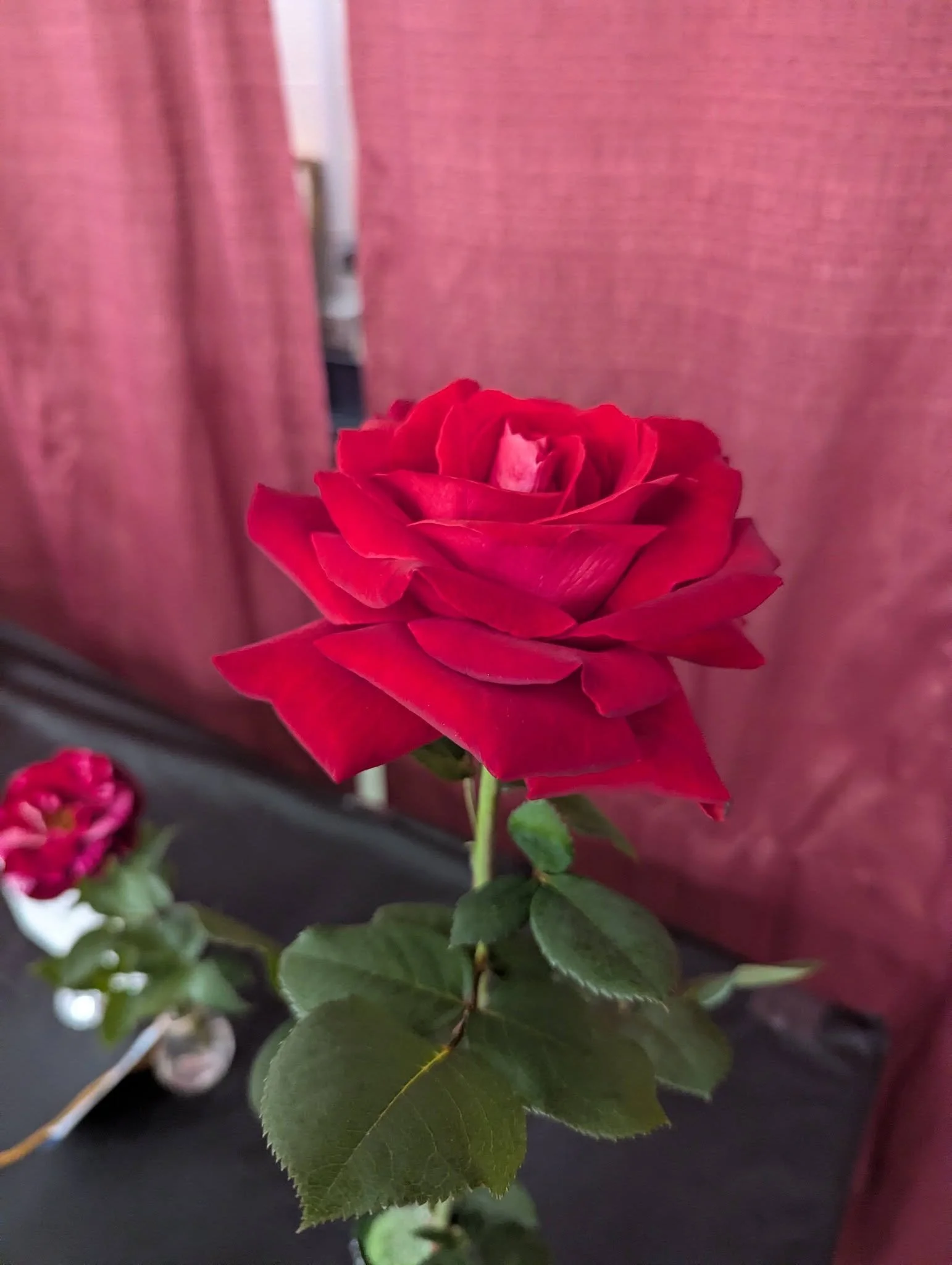 Red Rose.jpg