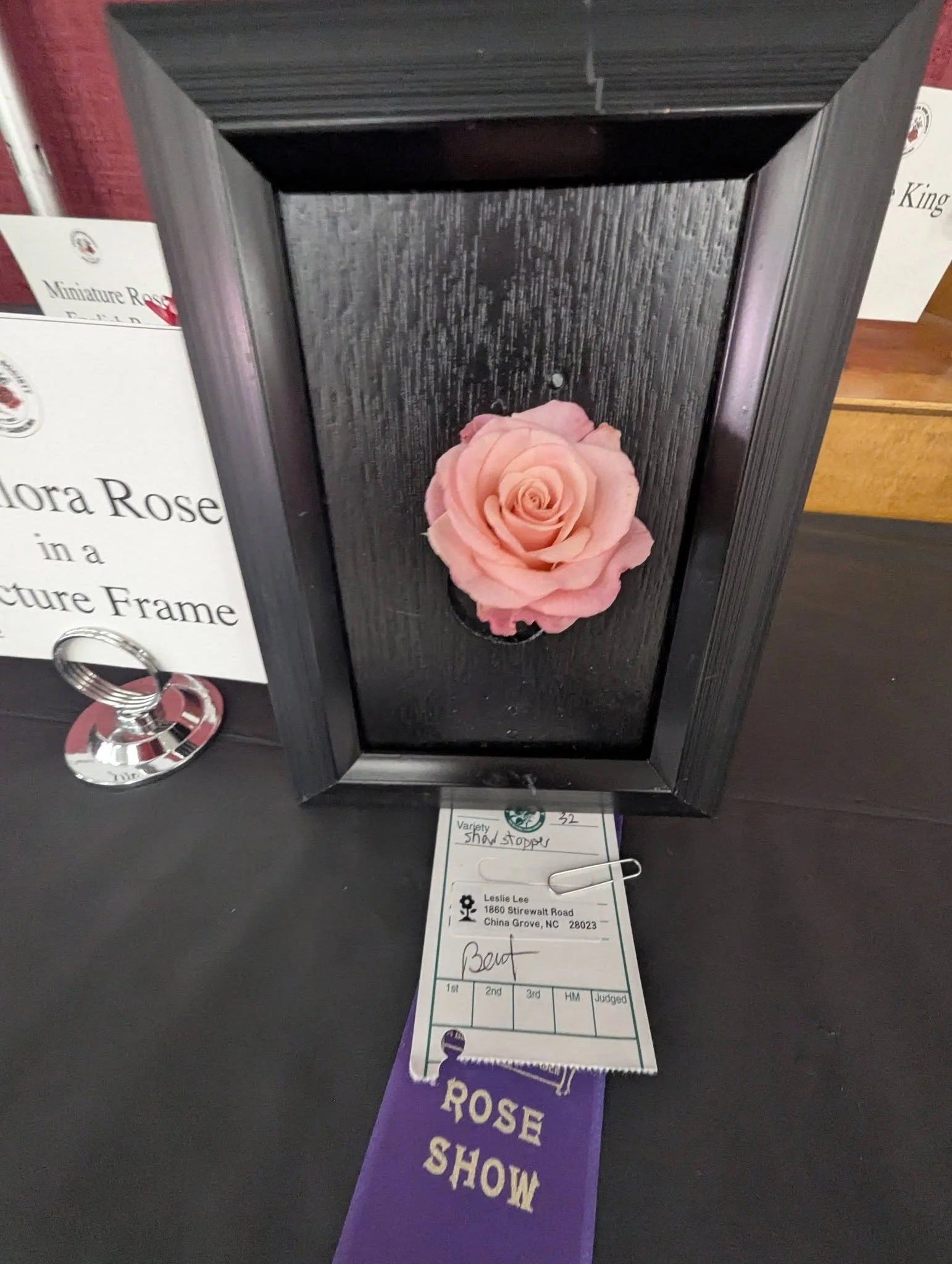 Rose in a Frame.jpg