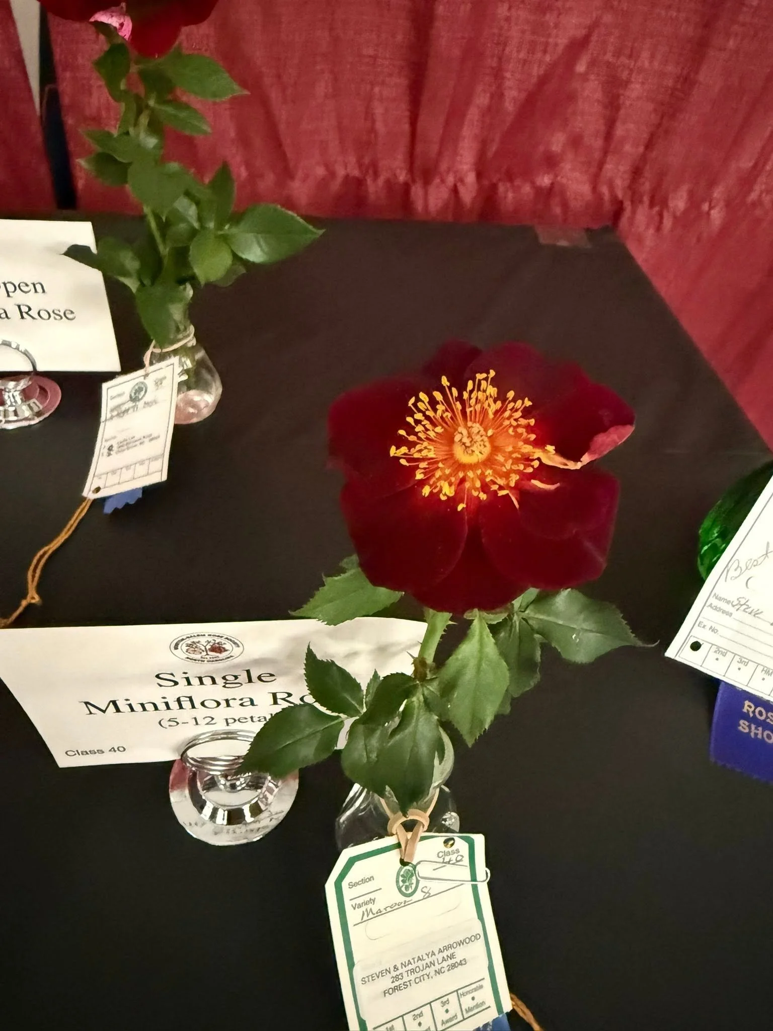 Miniflora Maroon 8.jpg
