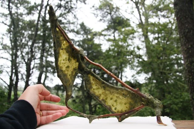Making Paper from Seaweed: Papermaking with Atlantic BioInvader Codium ...