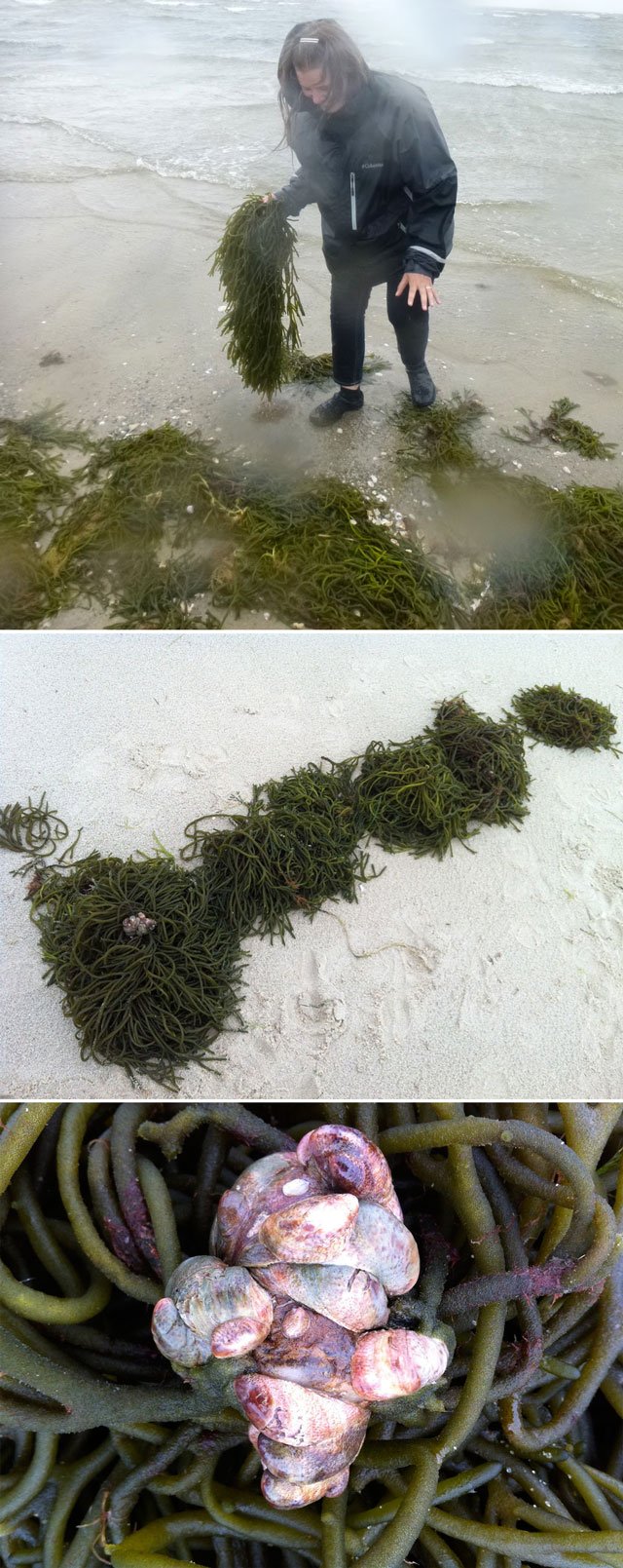 Making Paper from Seaweed: Papermaking with Atlantic BioInvader Codium ...
