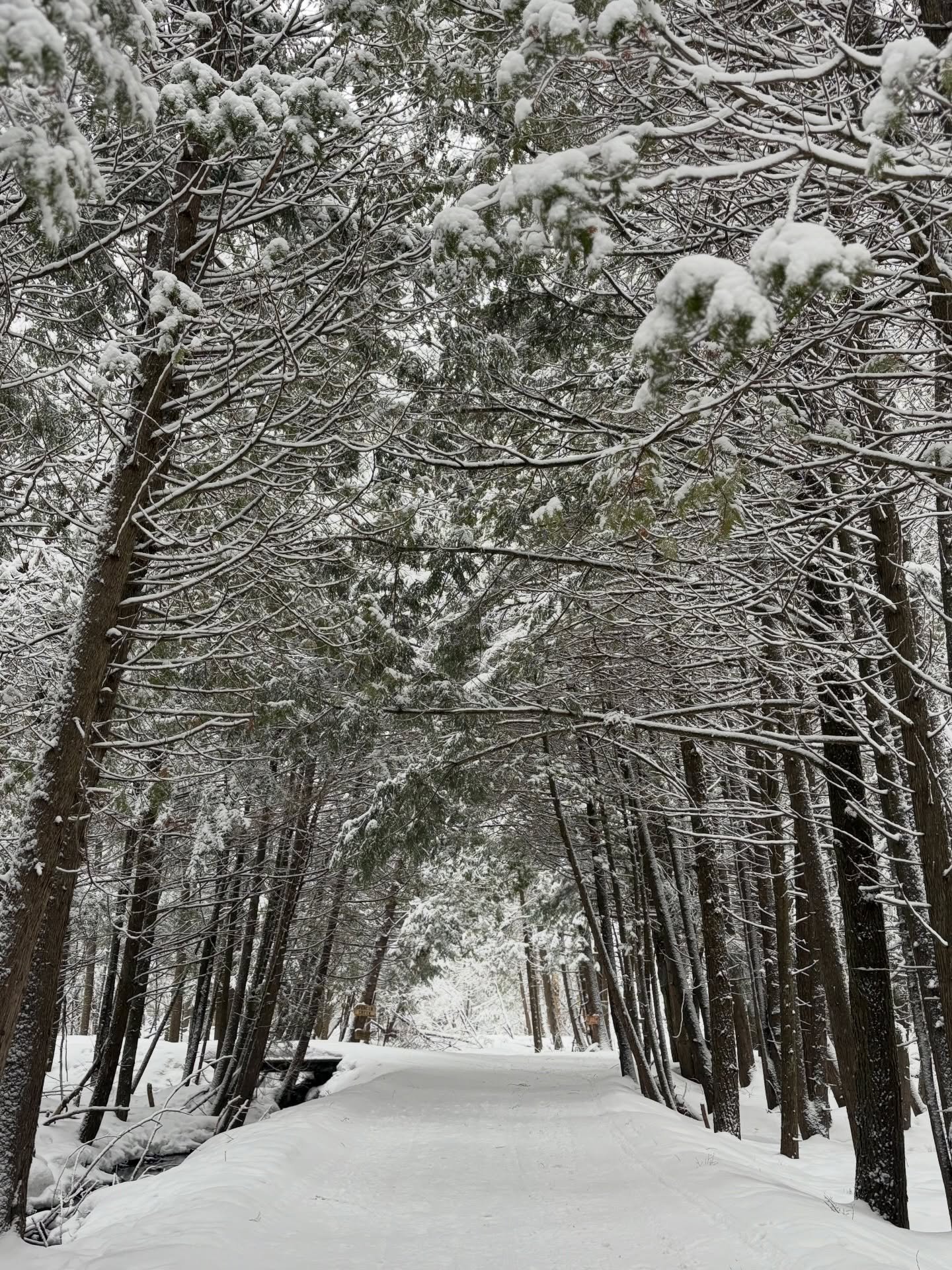 Fresh air, peaceful woods, and winter adventure await at Pond Hill Farm! ❄️

Did you know we groom 6.5 acres for your enjoyment? Our beautifully maintained trails are in gorgeous condition right now and offer something for everyone &mdash; from begin