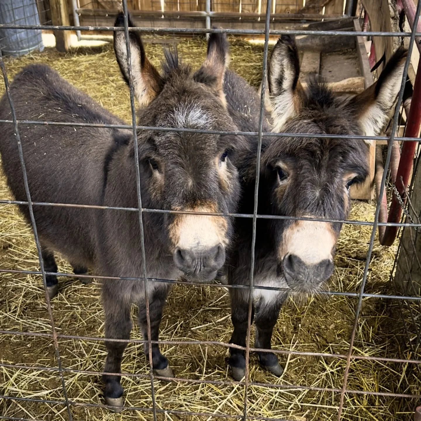 Strawberry &amp; Rhubarb &amp; their barnyard crew are SO excited to welcome you back this Thursday!!

They&rsquo;ve been dreaming of green grass, sunshine, and warm days&mdash;and we&rsquo;re getting close. 🌱☀️

Come say hi, soak up the fresh air, 