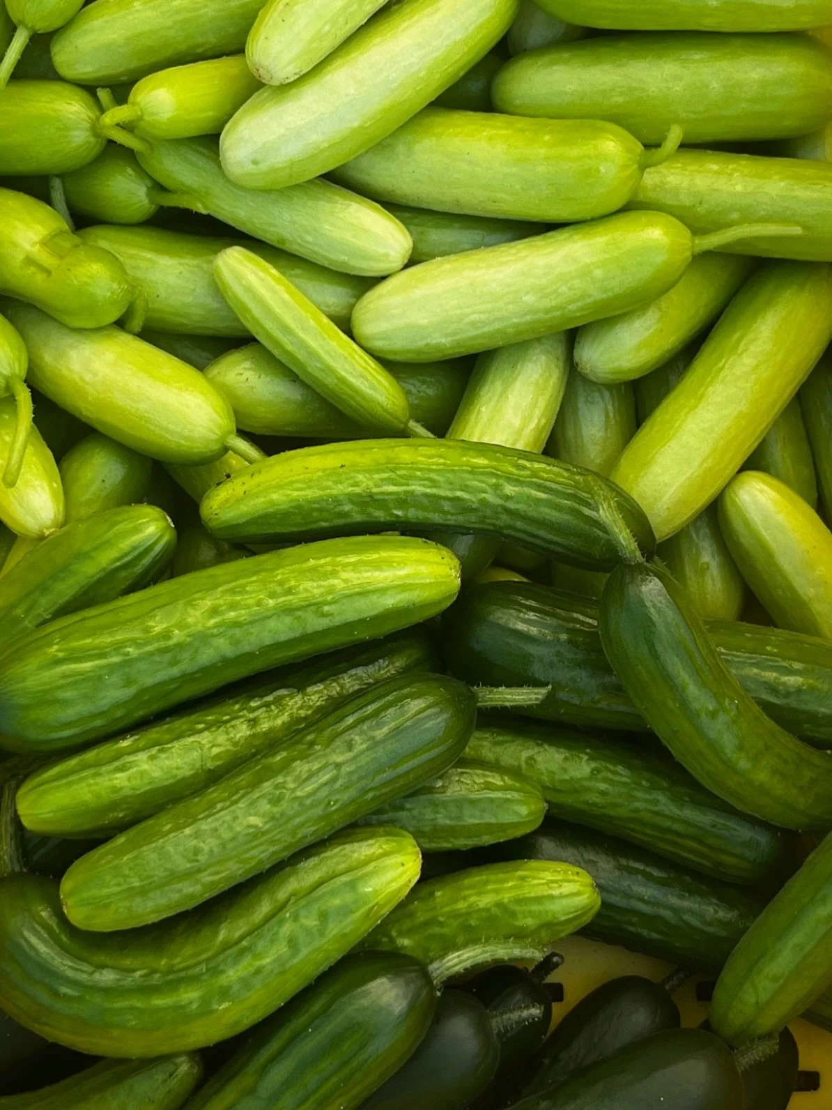 We&rsquo;re kicking off our first salad feature of the season&hellip;

Spring Cucumber Salad
Farm-grown greenhouse cucumbers, spring onion, sweet red pepper, fresh herbs &amp; black pepper vinaigrette&mdash;crisp, bright, and full of flavor.

Tonight