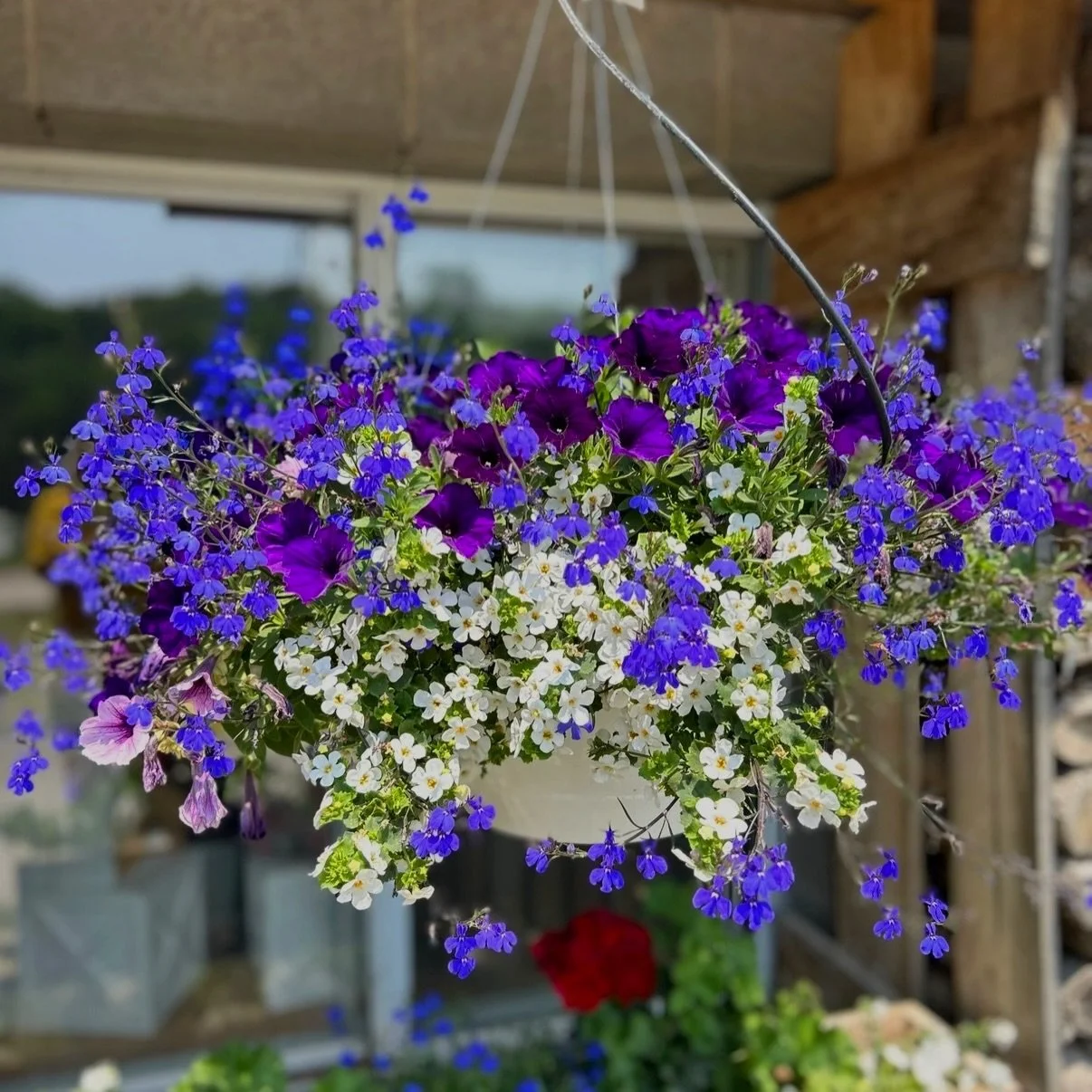 Open Sundays 12&ndash;6pm for our full menu, family fun &amp; a relaxing day on the farm! 

🌸Be sure to pick out your beautiful flower baskets while you&rsquo;re here. We&rsquo;ve been growing and caring for these blooms for months&mdash;keeping the