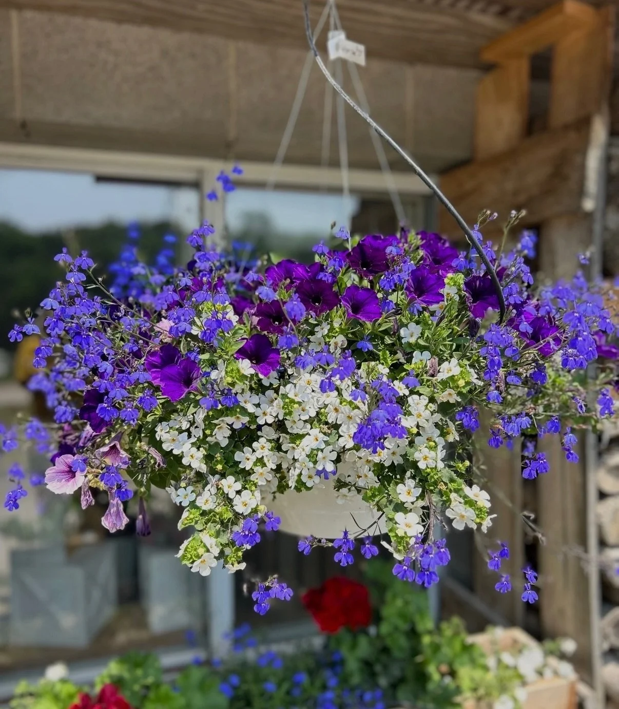 🌸 $35 Hanging Basket Flower Sale! 🌸

Looking to add some color to your porch, patio, or garden? Our beautiful hanging baskets are on sale for just $35!

We&rsquo;re open 12&ndash;8pm for family fun &amp; our new summer menu! Tonight we welcome guit