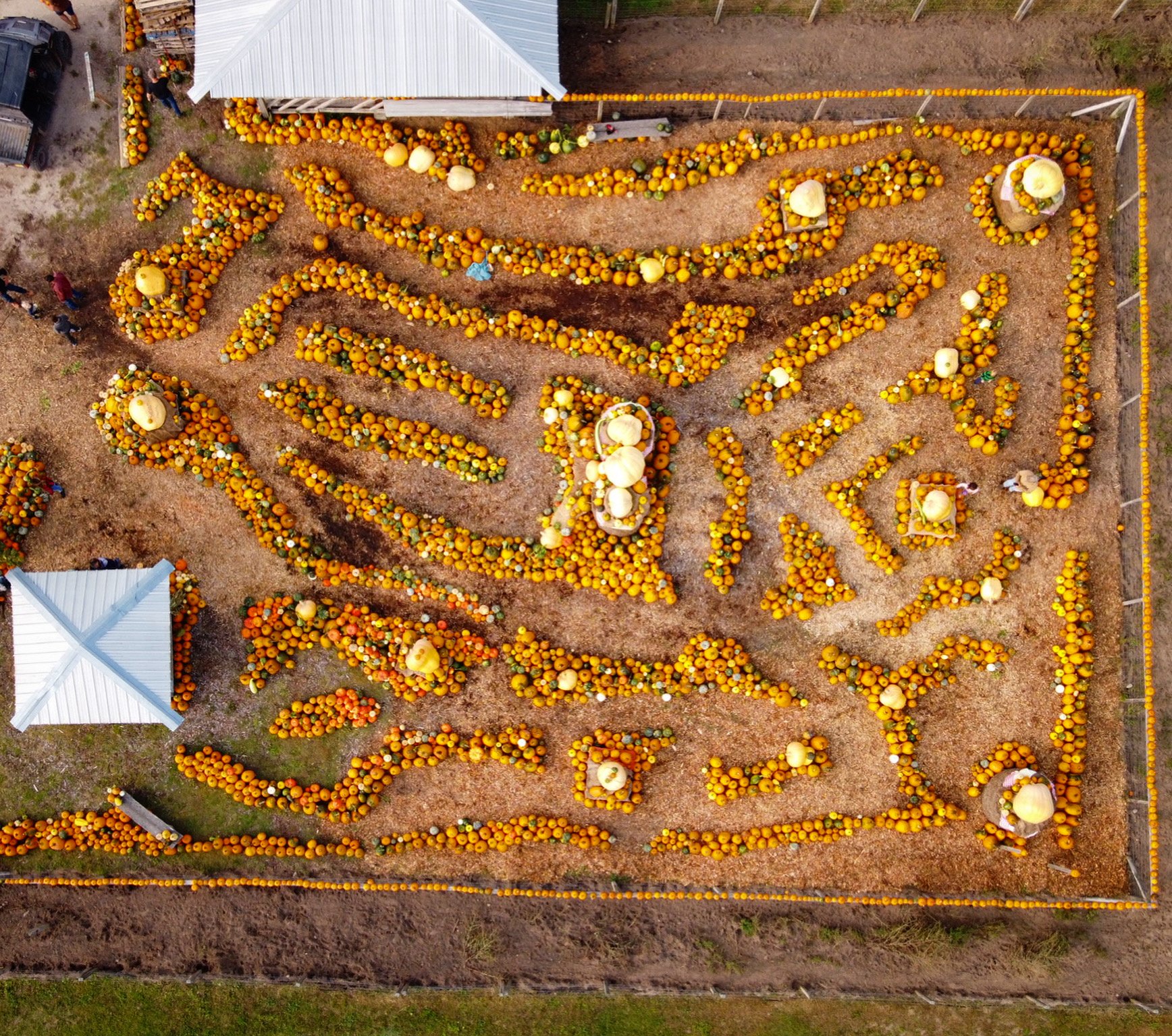 Pumpkin Patch in Harbor Springs