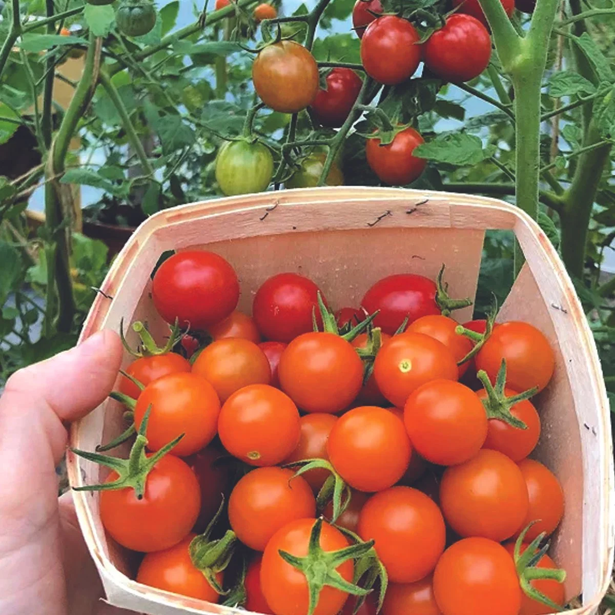 cafe-menu-kids-menu-salads-pizzas-in-harbor-springs-pond-hill-farm