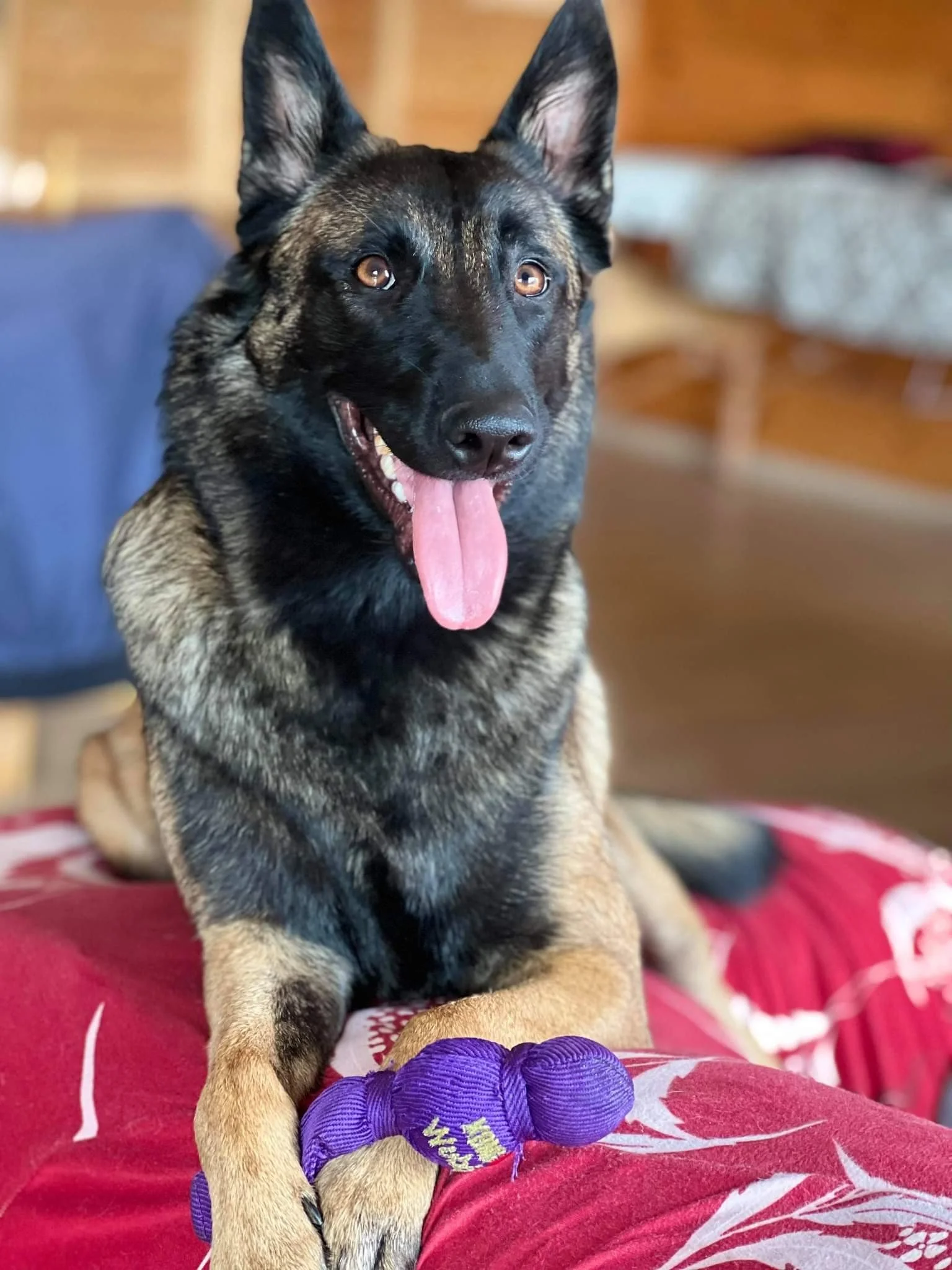 ✨ Merci La&iuml;ka, ma chienne-miroir ✨

Pendant longtemps, j&rsquo;ai port&eacute; un poids invisible : la peur qu&rsquo;il arrive quelque chose &agrave; ma chienne.
La peur qu&rsquo;elle se fasse mal.
La peur d&rsquo;&ecirc;tre responsable de ses b