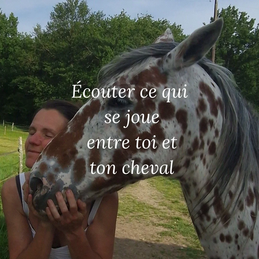 🐎&Eacute;couter ce qui se joue entre toi et ton cheval
Et si tout commen&ccedil;ait par l&rsquo;&eacute;coute du lien ?
Pour mieux comprendre ton cheval.
Pour apaiser ce qui se joue entre vous.
Pour retrouver une relation plus fluide et plus juste.
