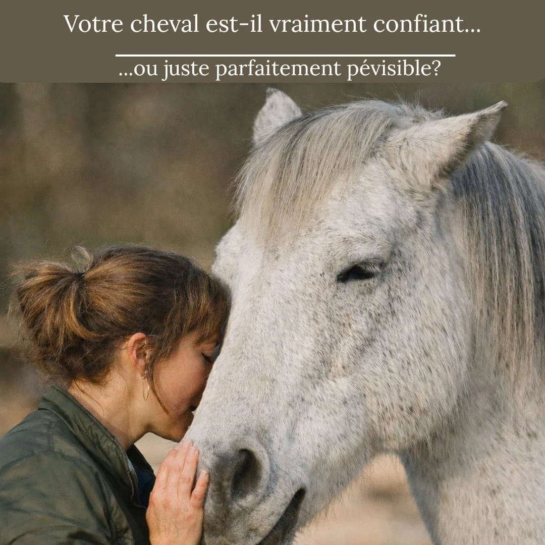🐎 On aime les chevaux parfaitement pr&eacute;visibles.🐎
Ceux qui ne d&eacute;bordent jamais.
Ceux qui font exactement ce qu&rsquo;on leur demande.
Ceux qui restent dans le cadre.
Ils avancent quand on le d&eacute;cide.
Ils s&rsquo;arr&ecirc;tent sa