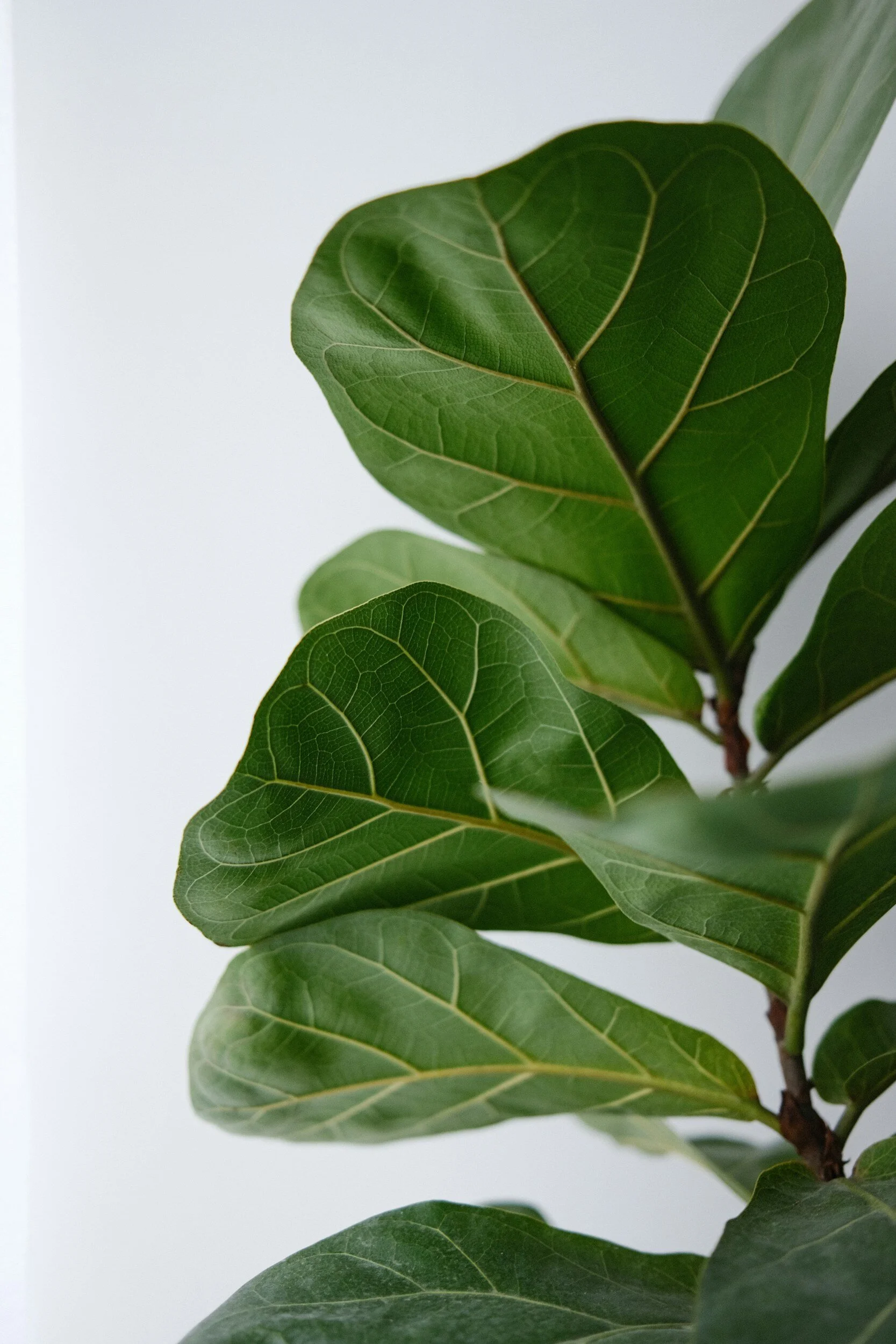 Close-up of green leafy plant with prominent veins on leaves against a plain white background.