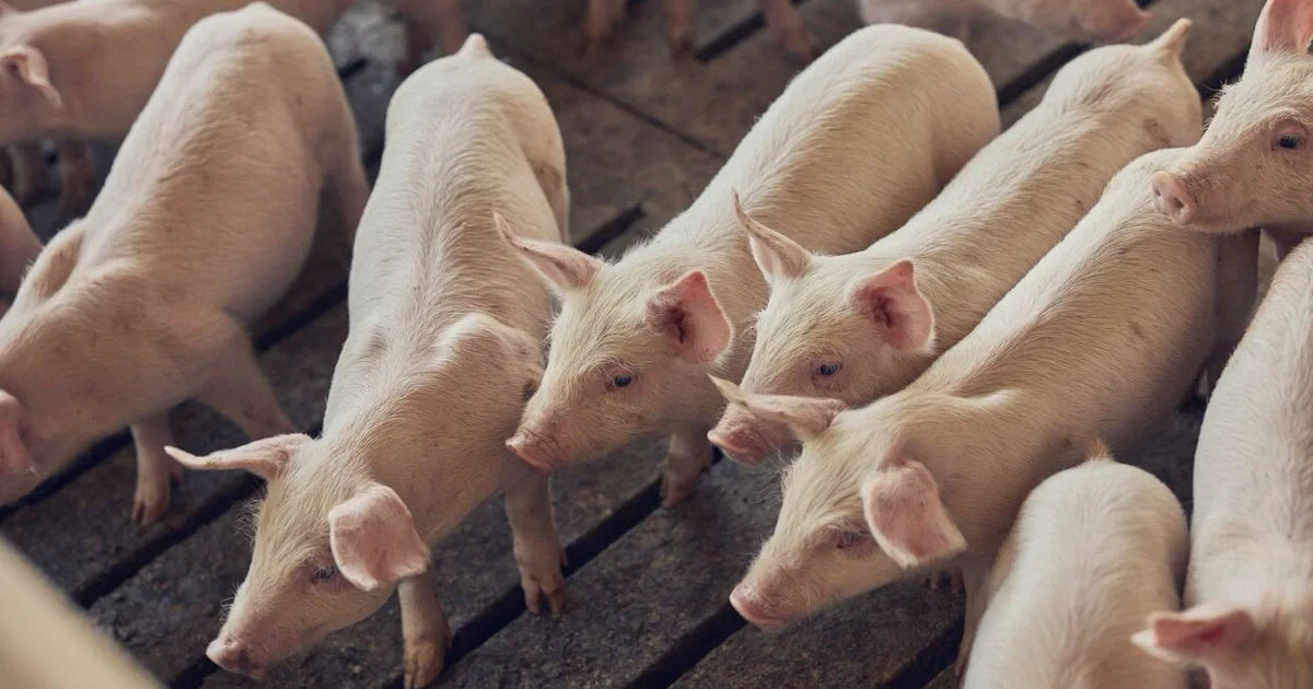 Swine Health Committee Sets Five Priorities