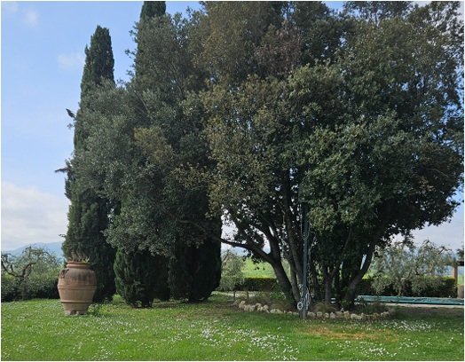 Ceremony under a tree.jpg