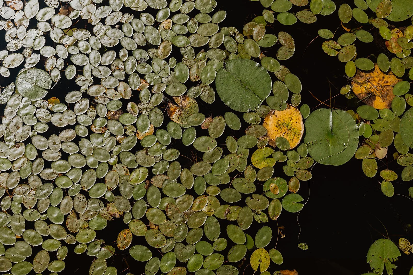 Lily pads on Milford Lake in Crosby, MN