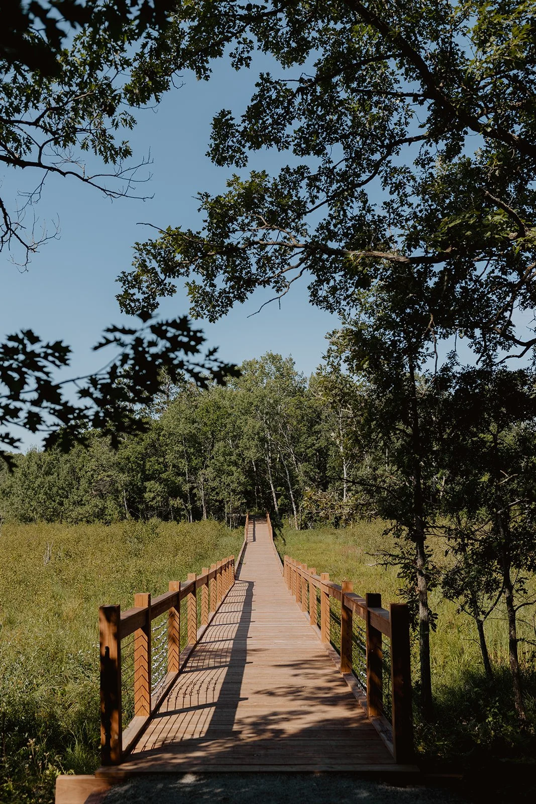 Boardwalk through trees at Milford Mine Memorial Park in Crosby, MN