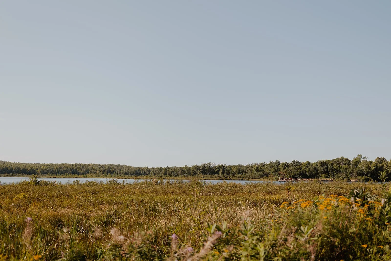 Wildflowers by Milford Lake in Crosby, MN
