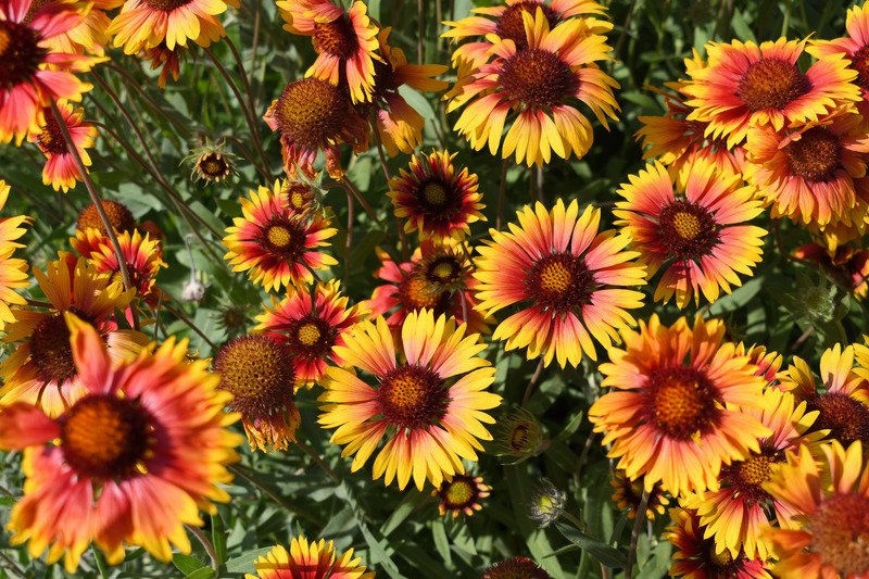 helenium.jpg