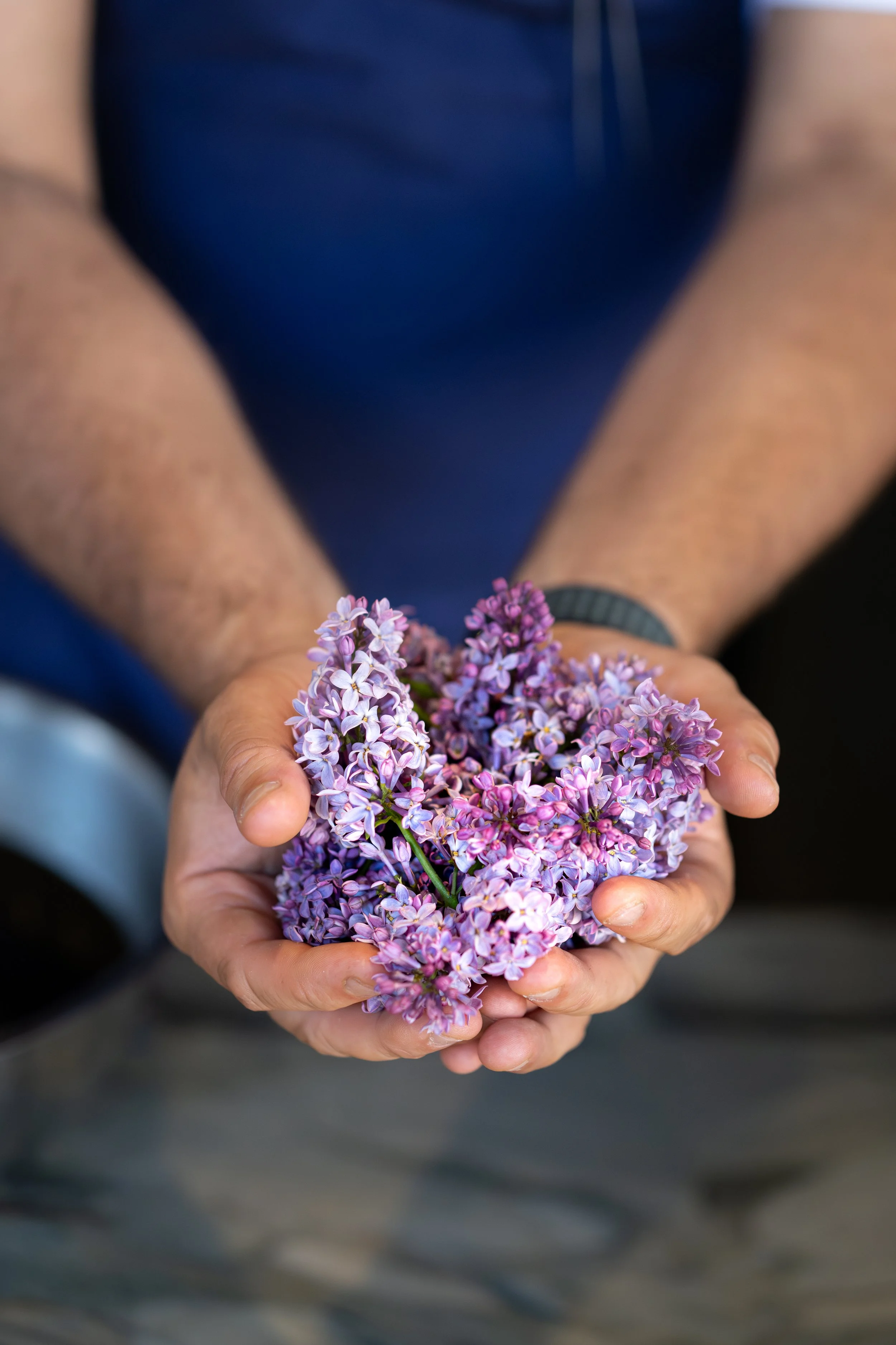 lilac-1.jpeg