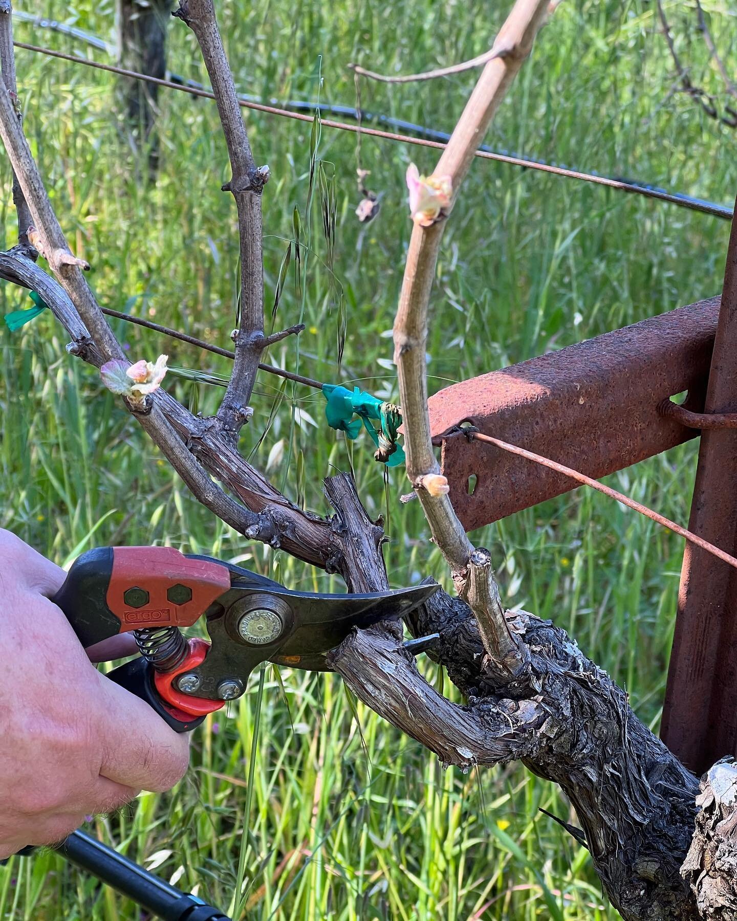 Finishing up pruning ✂️
&bull;
&bull;
&bull;

#napavalley #napa #winecountry #sthelena #rustonfamilyvineyards #wine #winelover #vineyard