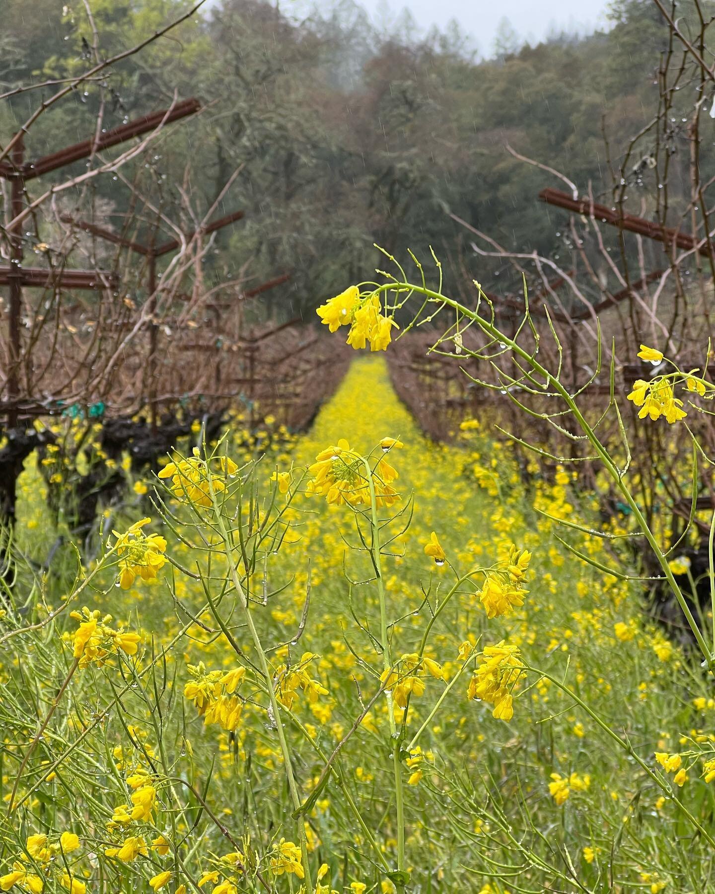💛💛💛

#napavalley #napa #winecountry #sthelena #rustonfamilyvineyards #wine #winelover #mustard #mustardflowers