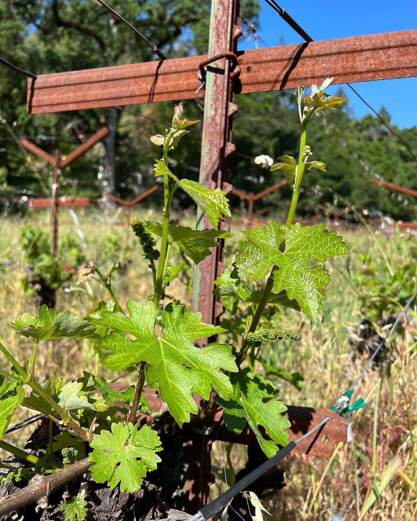 With water in the soil and sun in the sky, the shoots are taking off 🚀🚀🚀🚀🚀

#napavalley #napa #winecountry #sthelena #rustonfamilyvineyards #wine #winelover