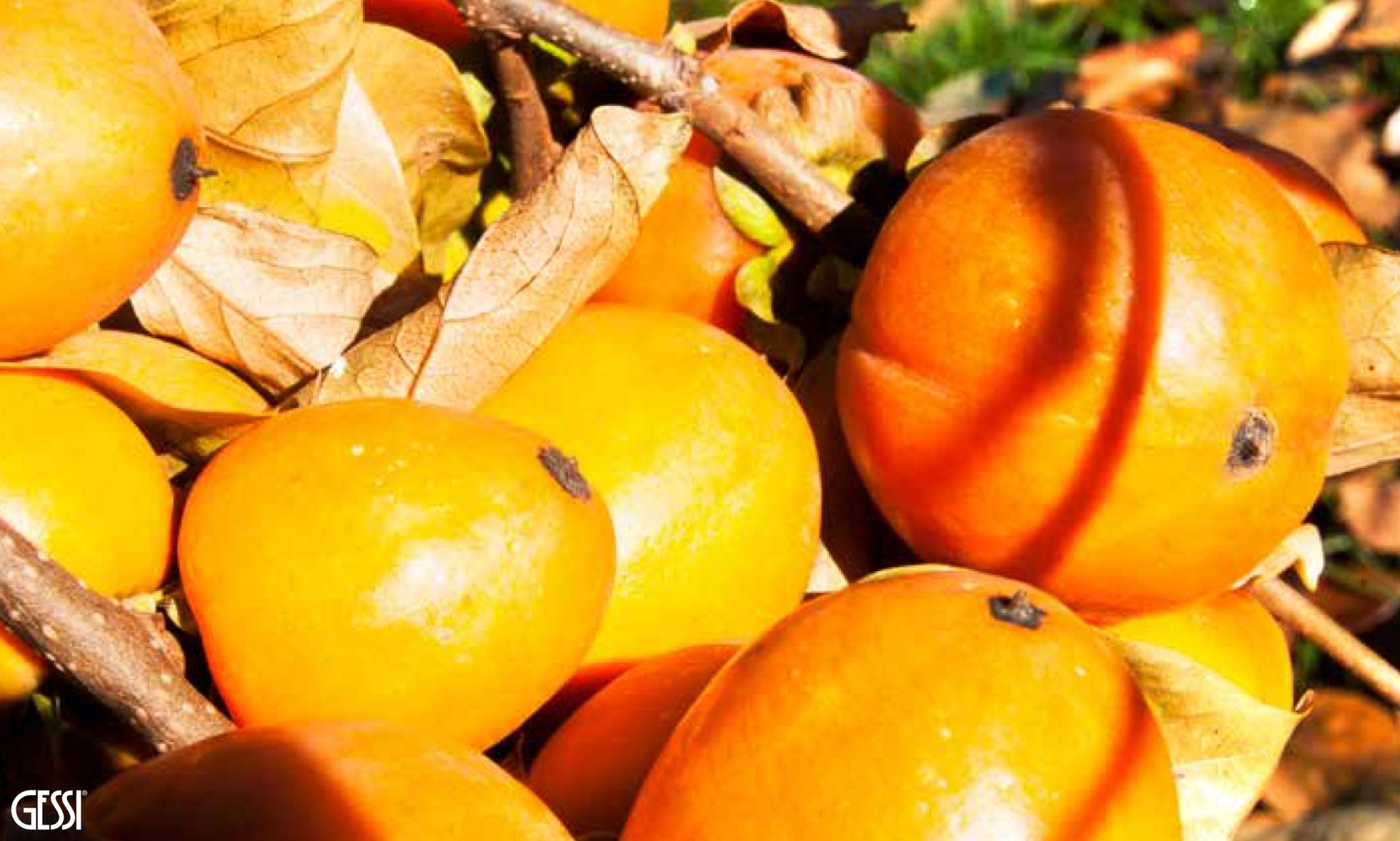 Persimon Parco Gessi.jpg