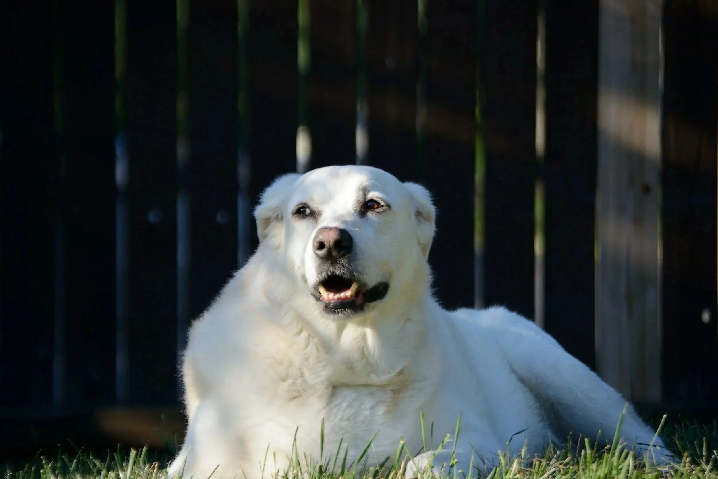 A white dog lying on grass near a black fence, looking to the side with a slightly open mouth.