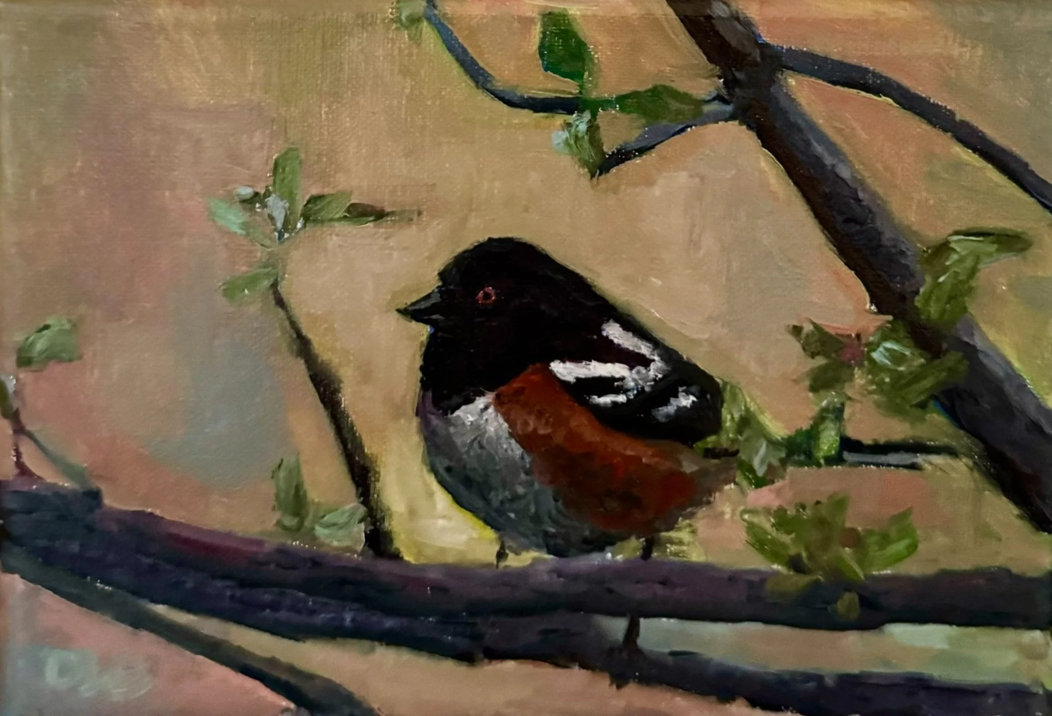 Towhee 
5x7 oil on linen
$90